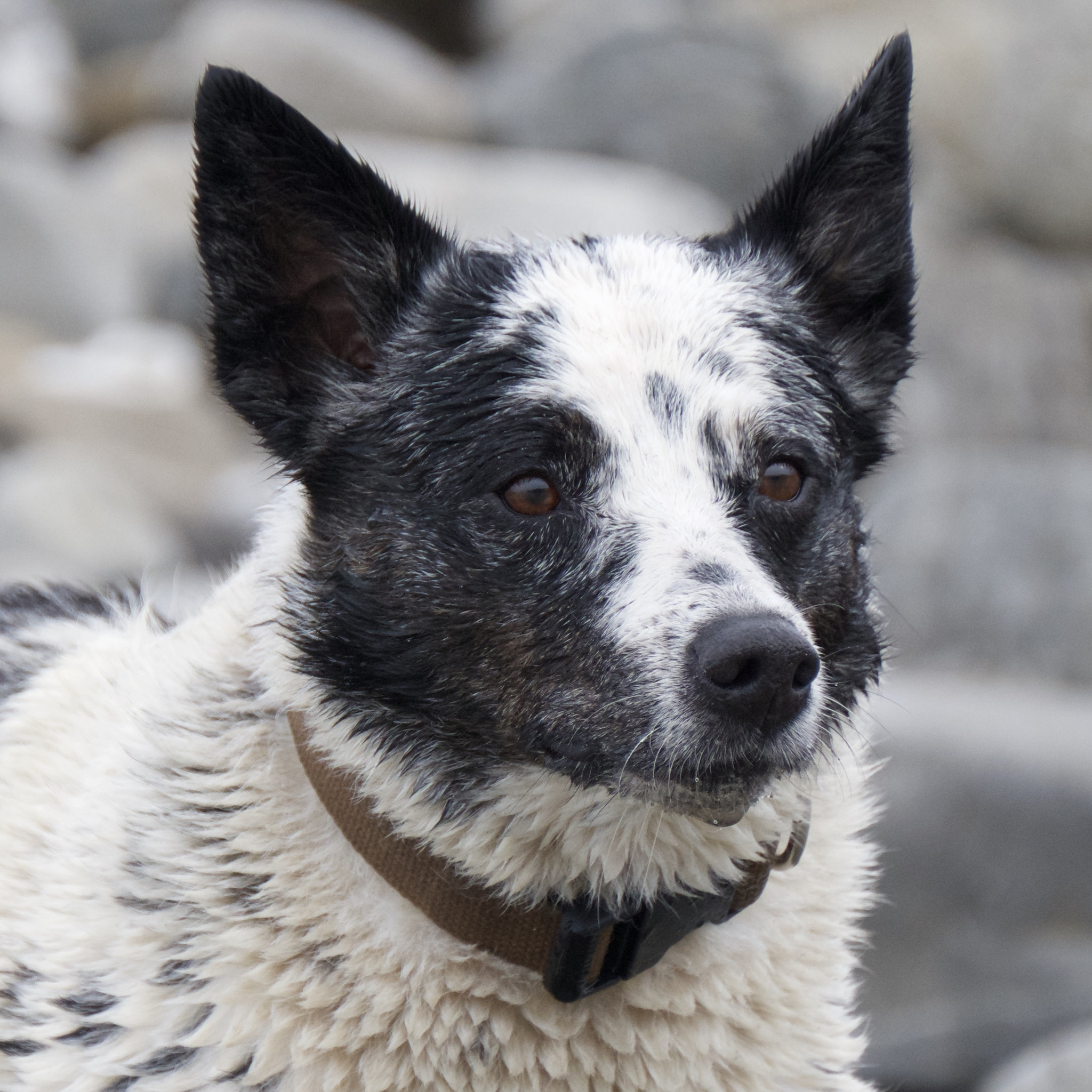 XF100-400mmF4.5-5.6 R LM OIS WR + 1.4x sample photo. Happy dog, surf dog photography