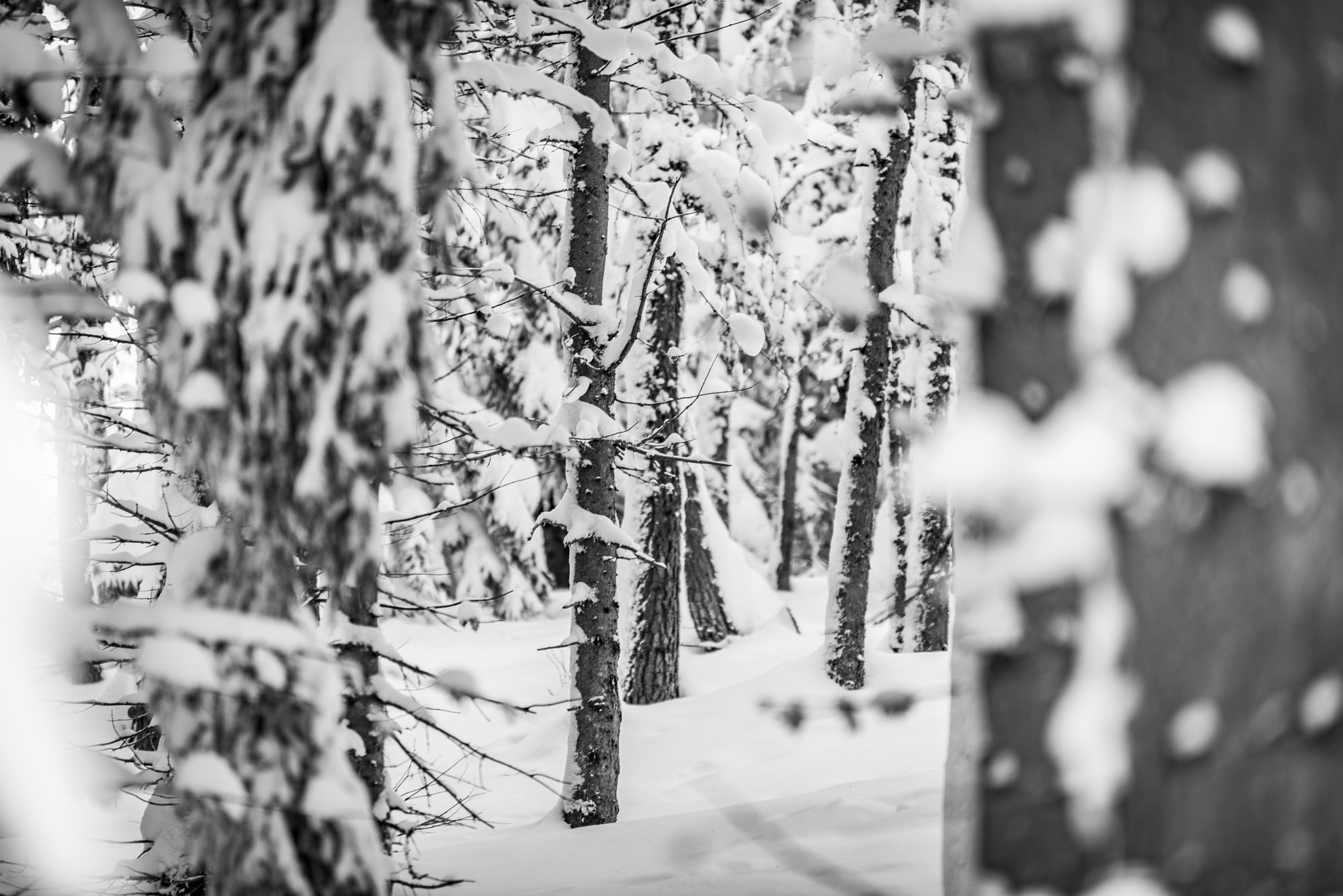 Sigma 70-200mm F2.8 EX DG OS HSM sample photo. The forest photography