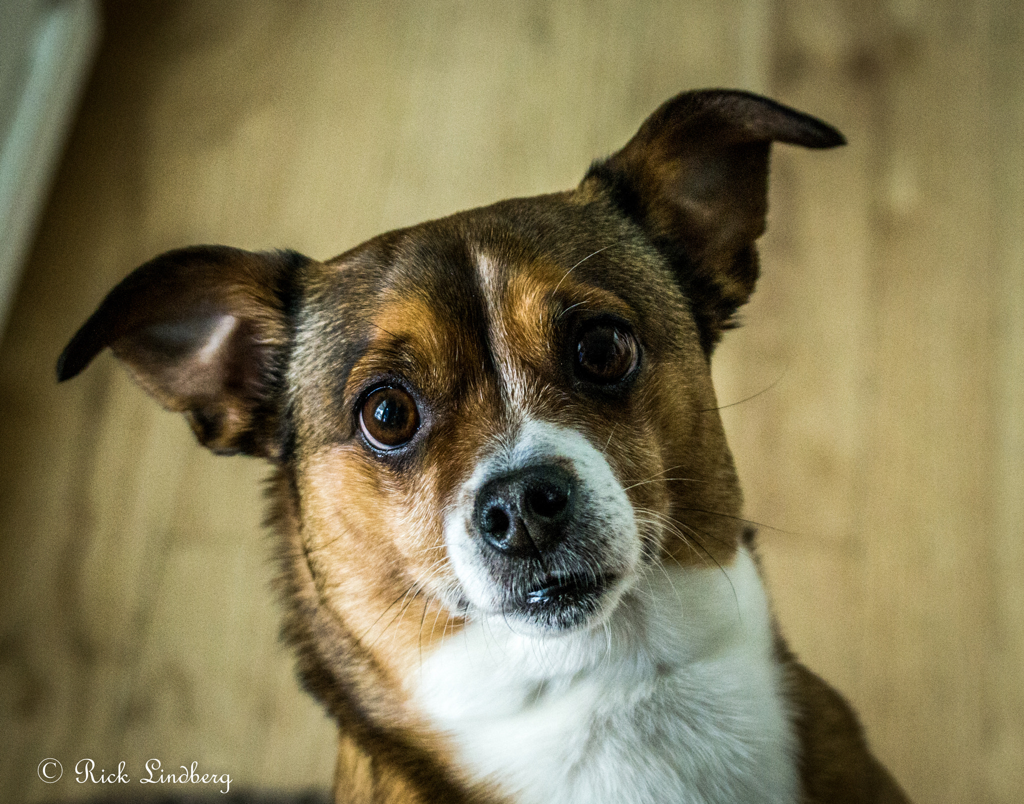 Pentax K-5 sample photo. Who me? photography