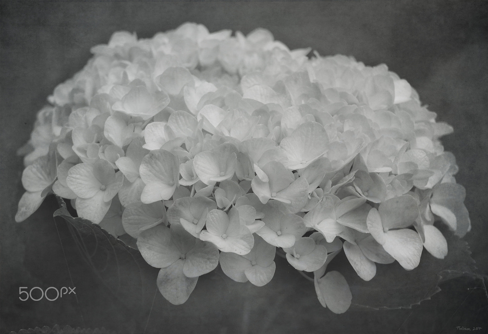 Canon EOS 700D (EOS Rebel T5i / EOS Kiss X7i) sample photo. Vintage hydrangea photography