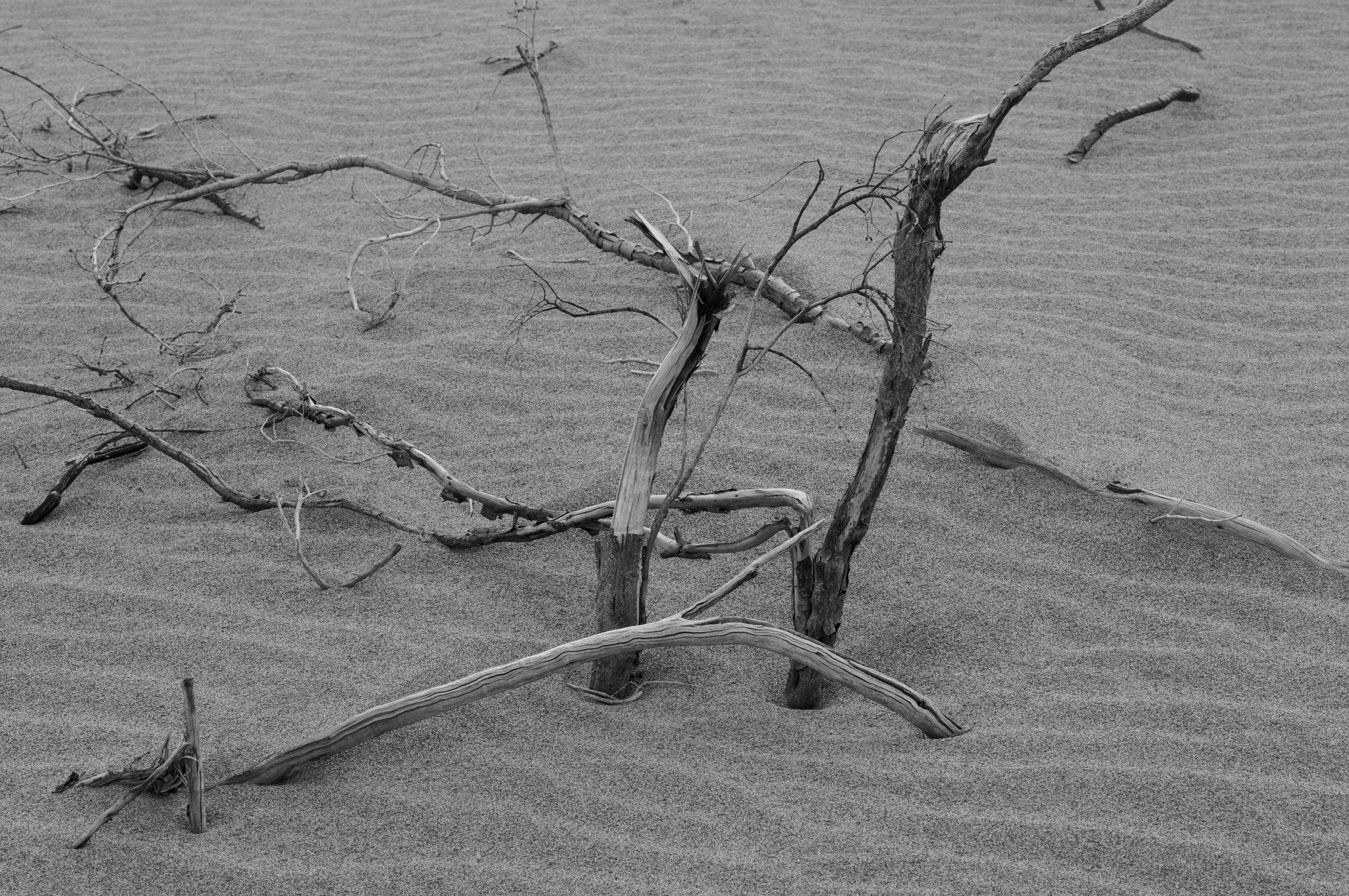 Leica S (TYP 006) sample photo. Sand and limbs (of ) photography