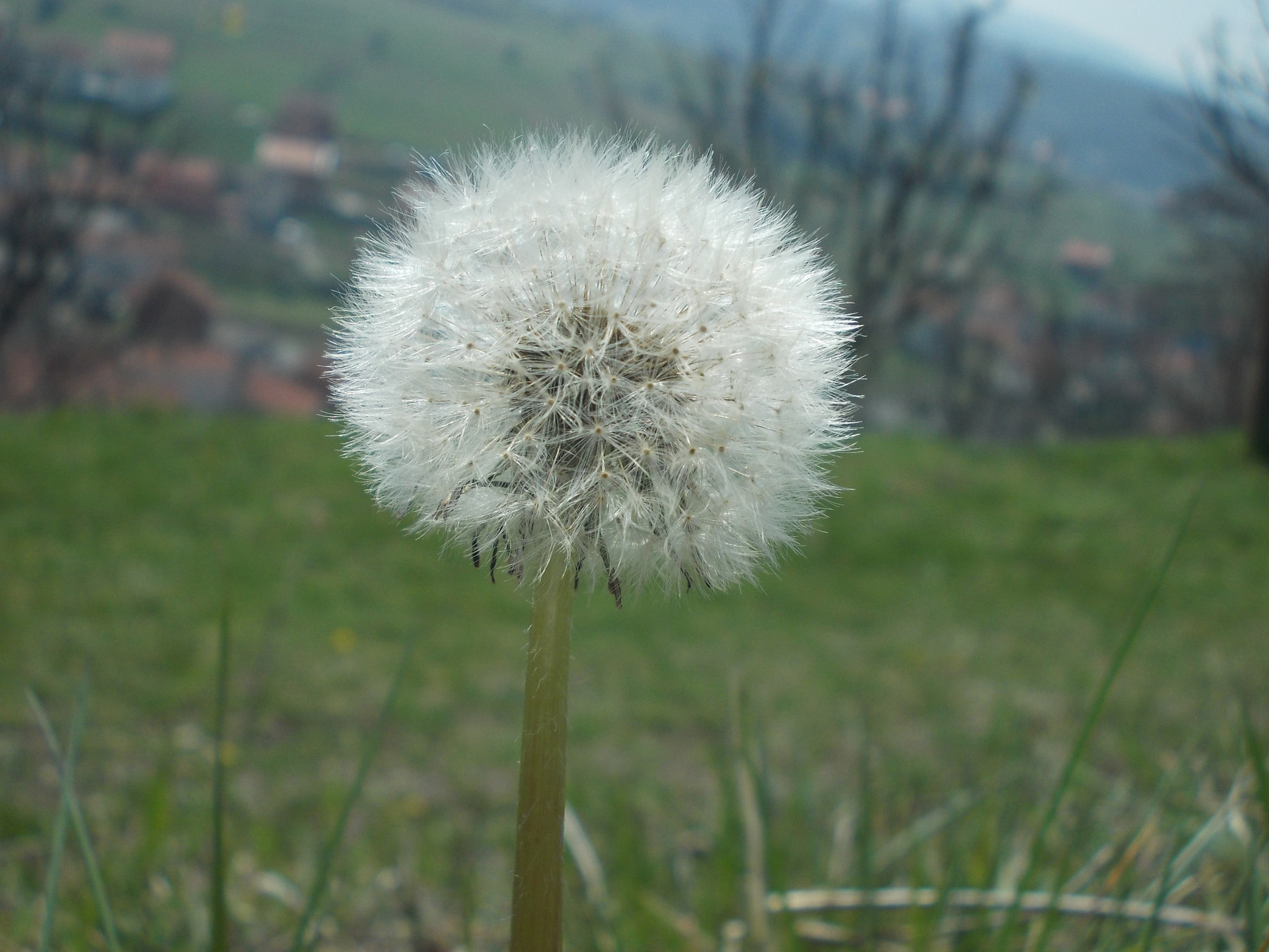 Nikon COOLPIX L25 sample photo. Dandelion photography