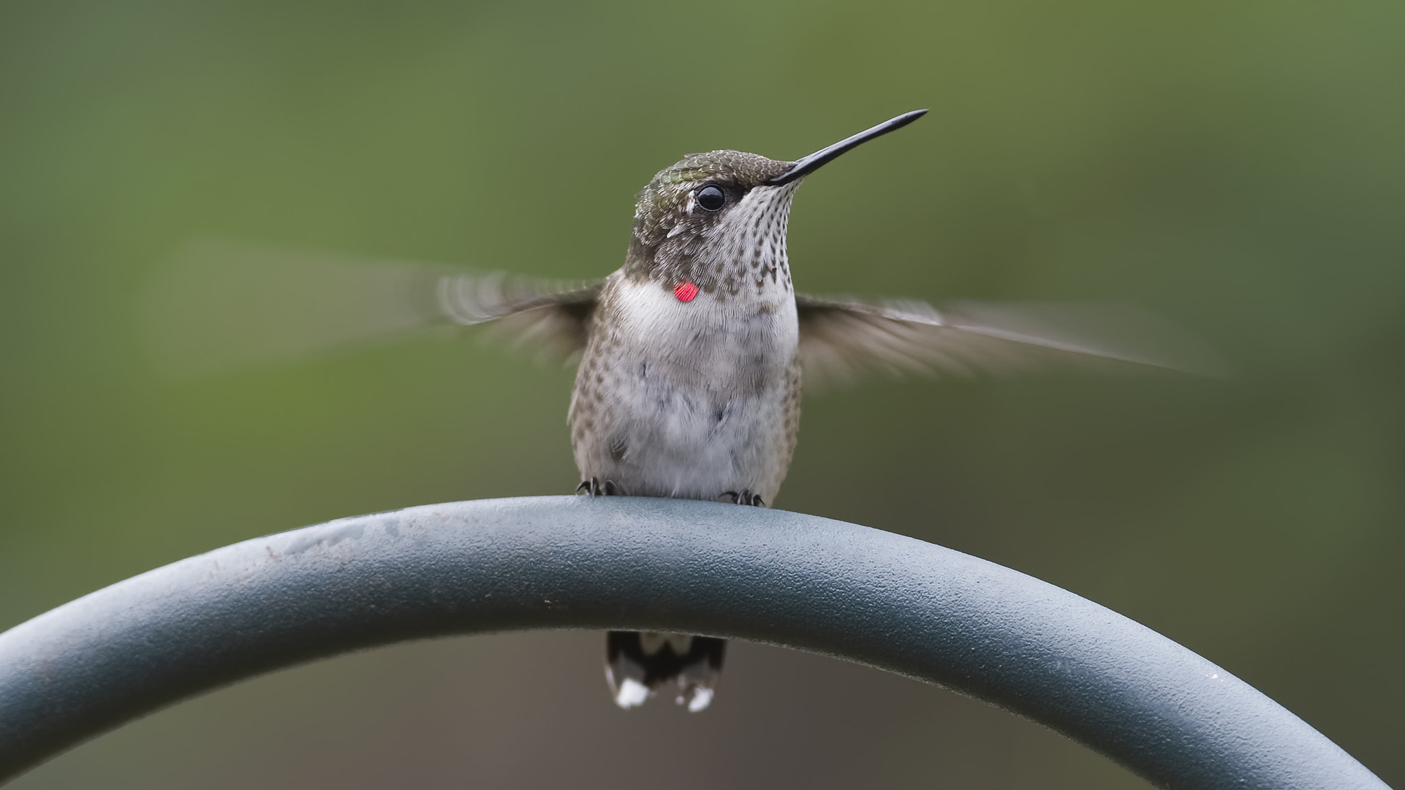 AF Zoom-Nikkor 75-240mm f/4.5-5.6D sample photo. Warming up photography