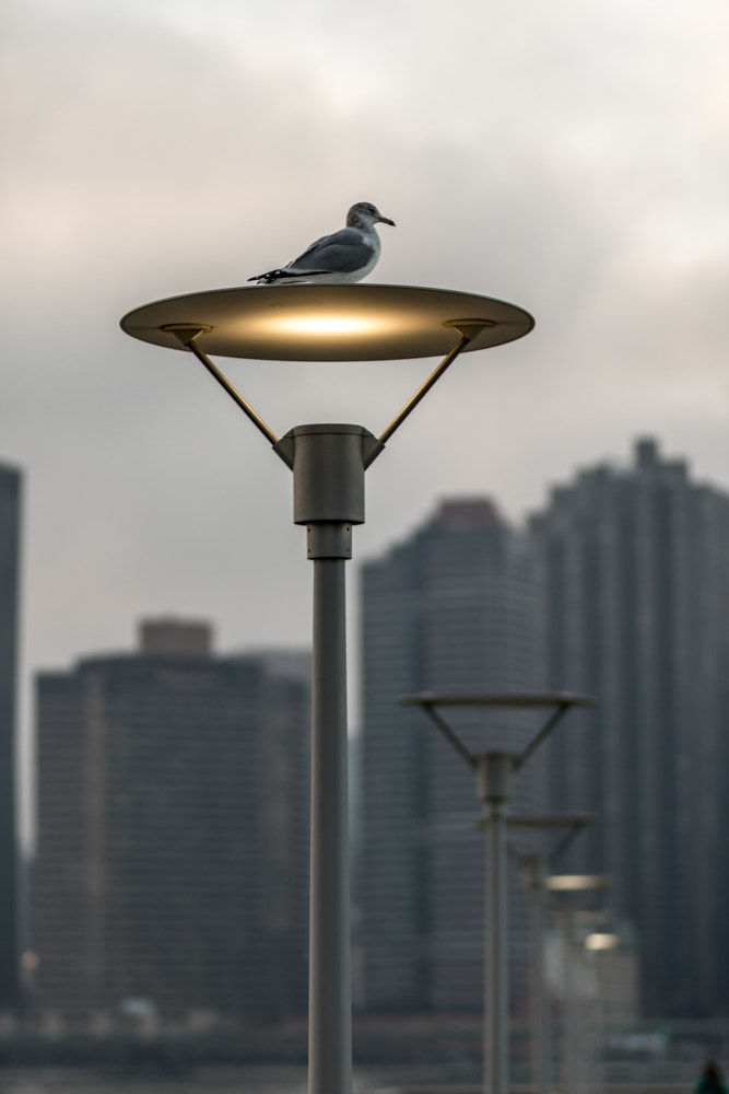 Canon EOS 760D (EOS Rebel T6s / EOS 8000D) sample photo