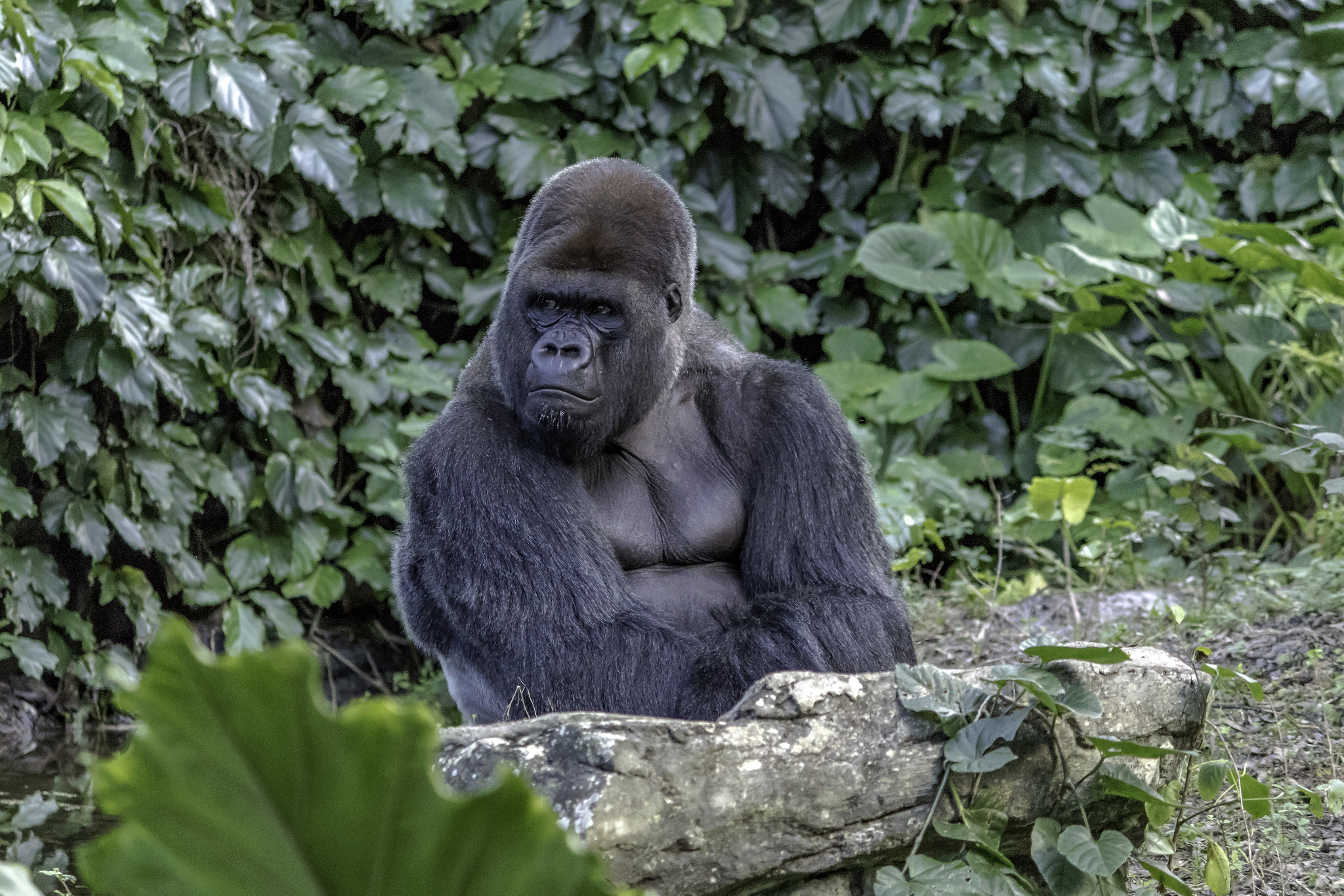 Canon EOS 7D Mark II + Canon EF-S 55-250mm F4-5.6 IS II sample photo. A male gorilla photography