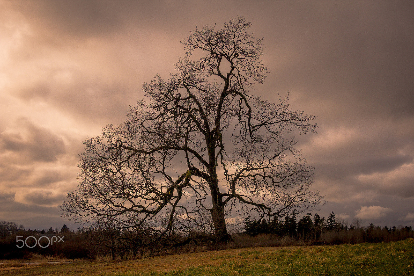 Canon EF-S 18-55mm F3.5-5.6 II sample photo. My personal tree of life photography