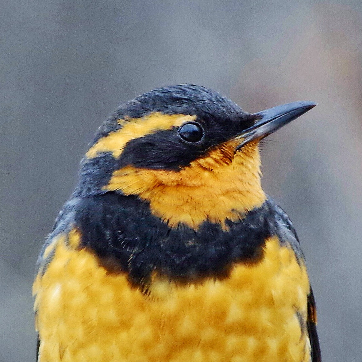 Pentax K-3 sample photo. Varied thrush portrait photography