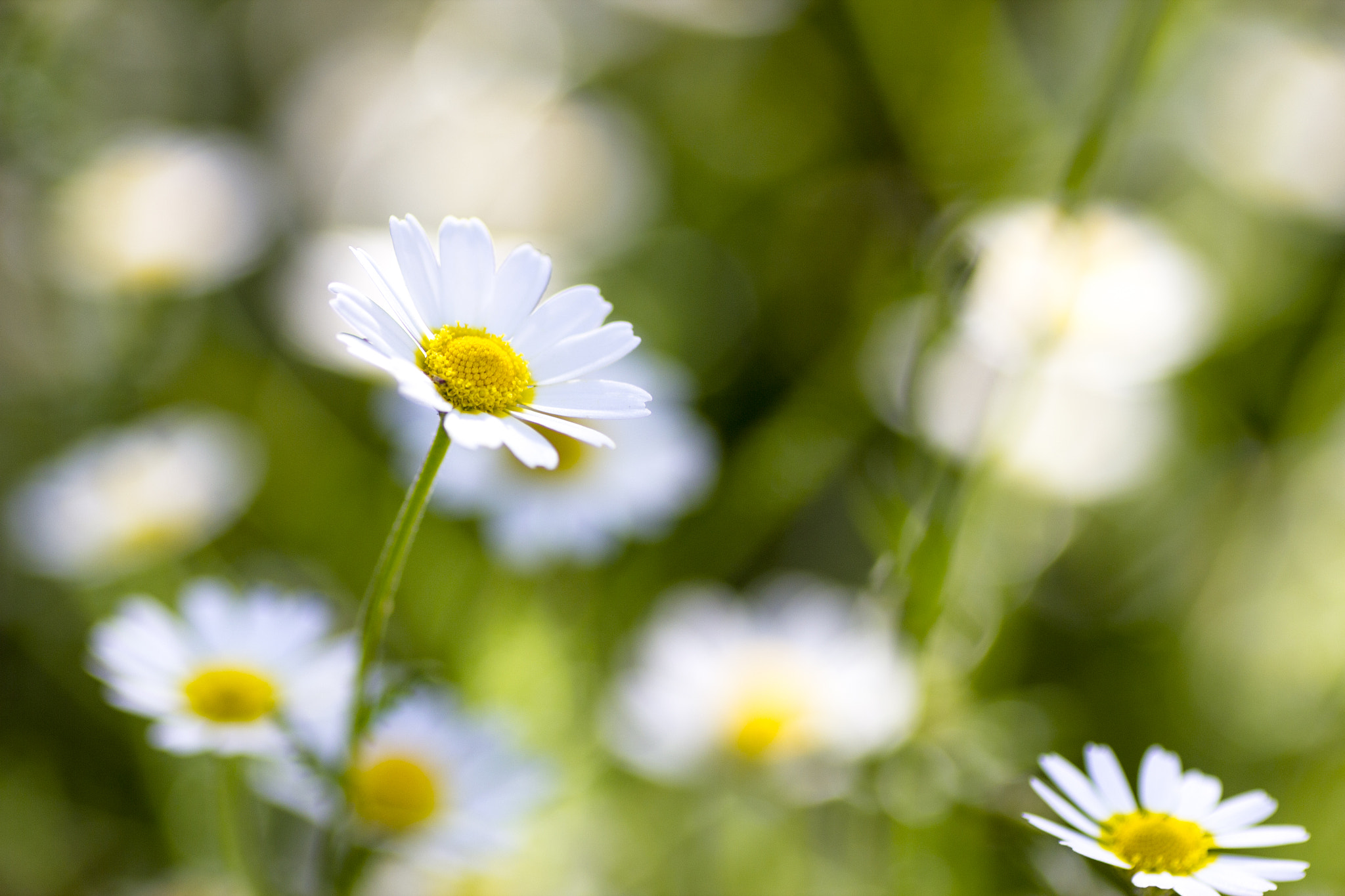 Canon EOS 550D (EOS Rebel T2i / EOS Kiss X4) + Tamron SP AF 90mm F2.8 Di Macro sample photo. Daisy photography