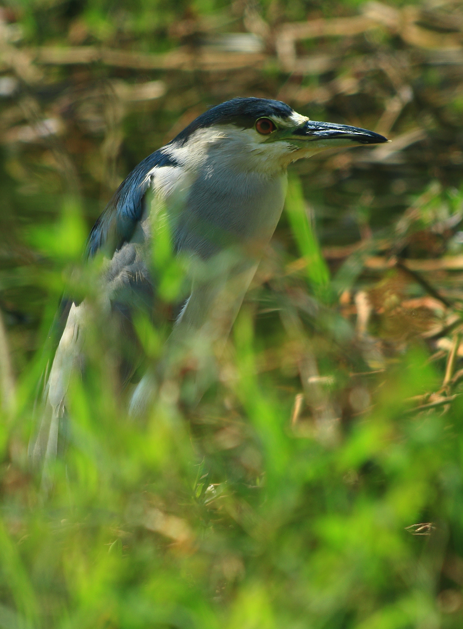 Canon EF 70-300mm F4-5.6 IS USM sample photo. The watcher photography
