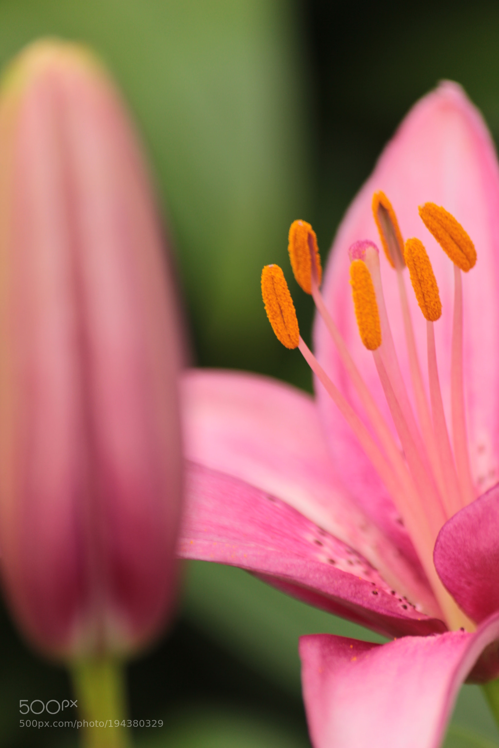 Canon EF-S 55-250mm F4-5.6 IS II sample photo. Img photography