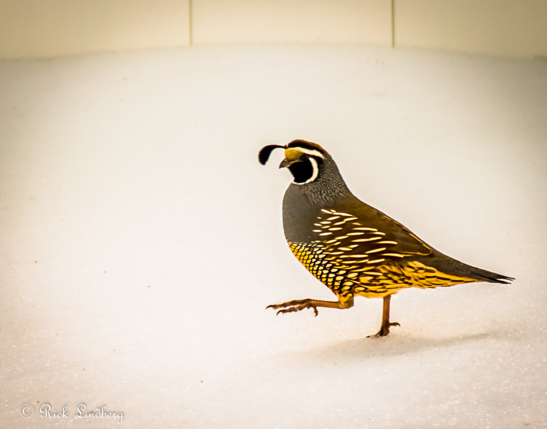 Pentax K-5 sample photo. One step at a time photography