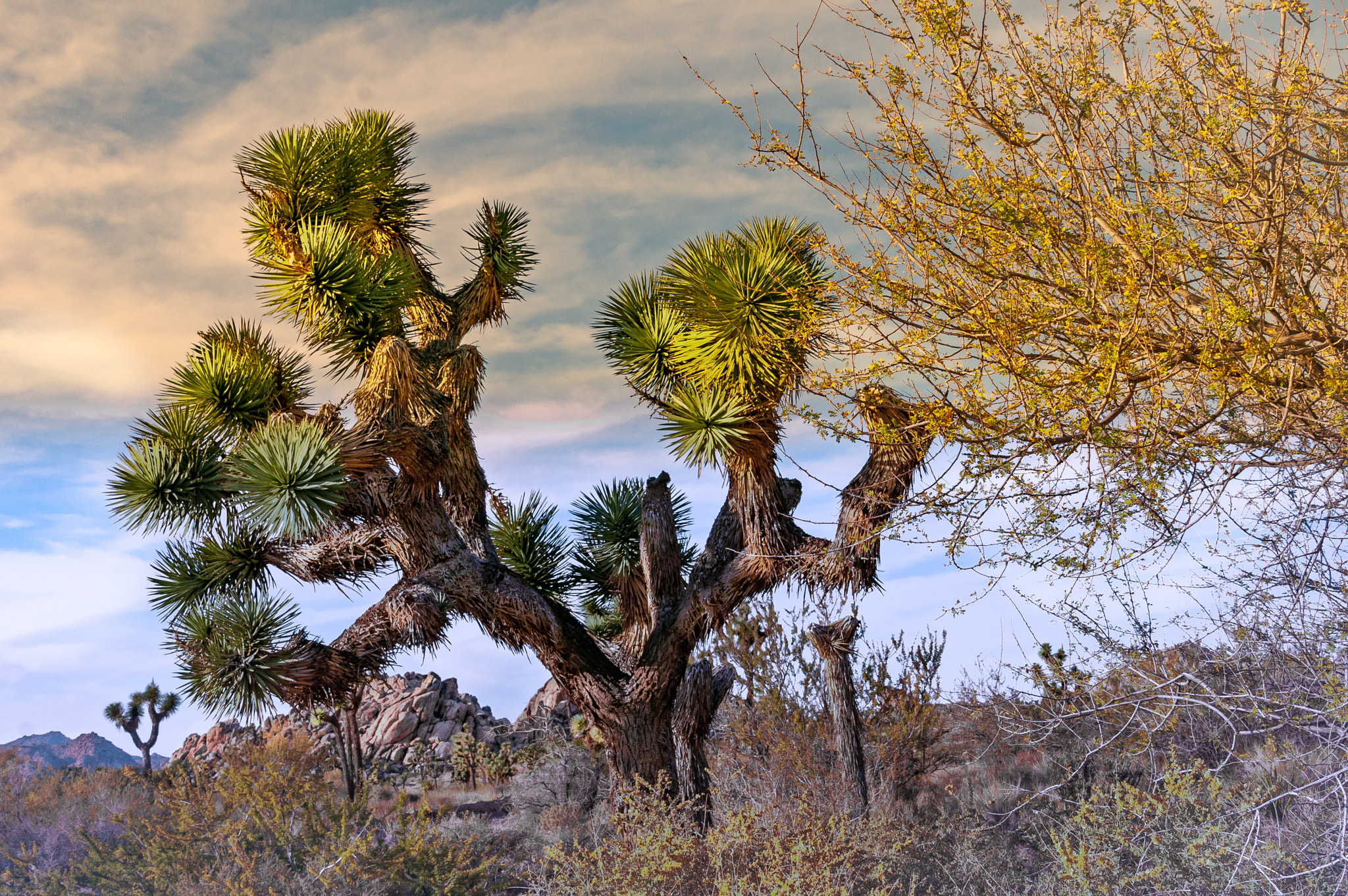 Nikon D300 sample photo. Why i love my california desert. joshua tree in glolden hour light photography