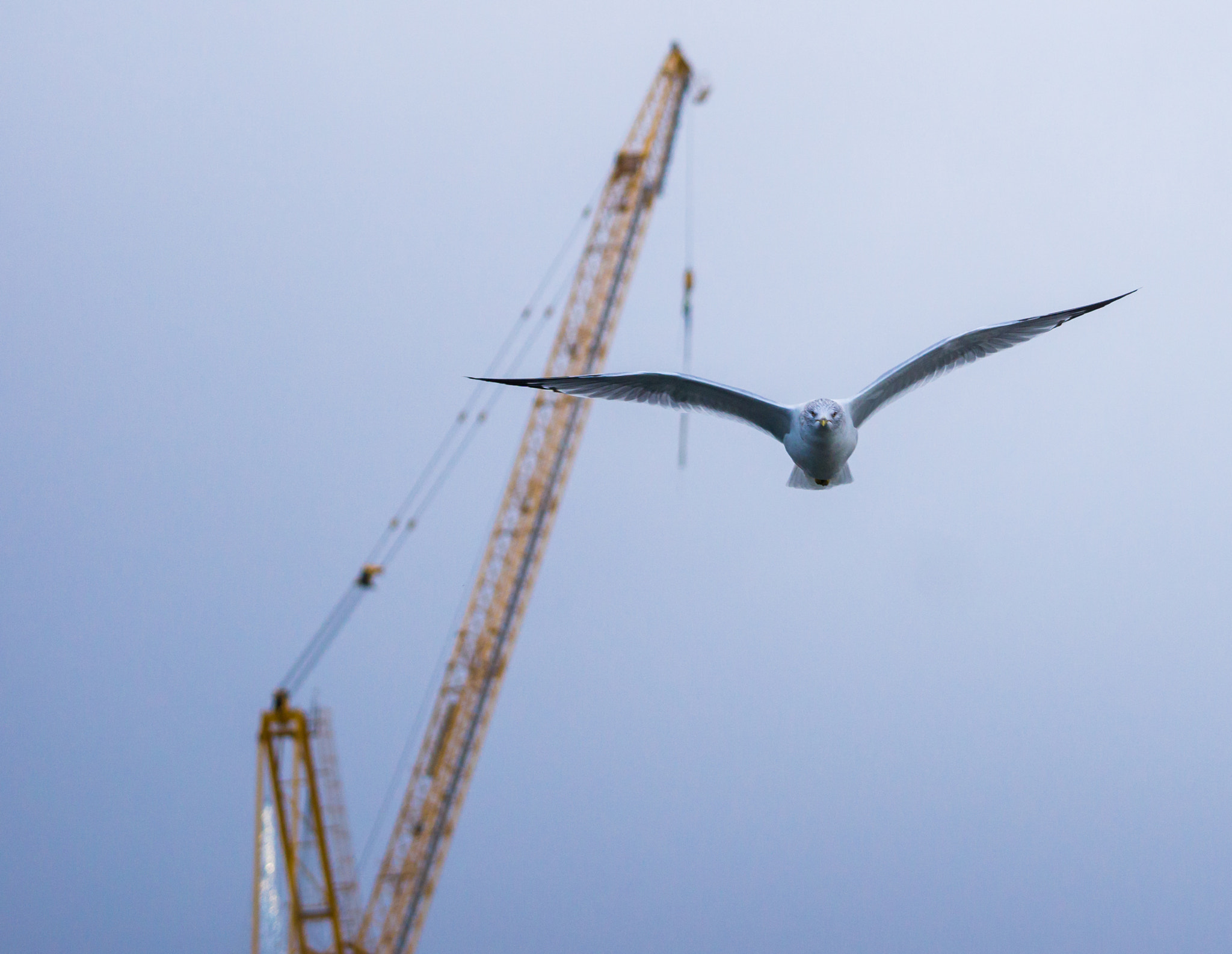 Sony FE 70-300mm F4.5-5.6 G OSS sample photo. Bird photography