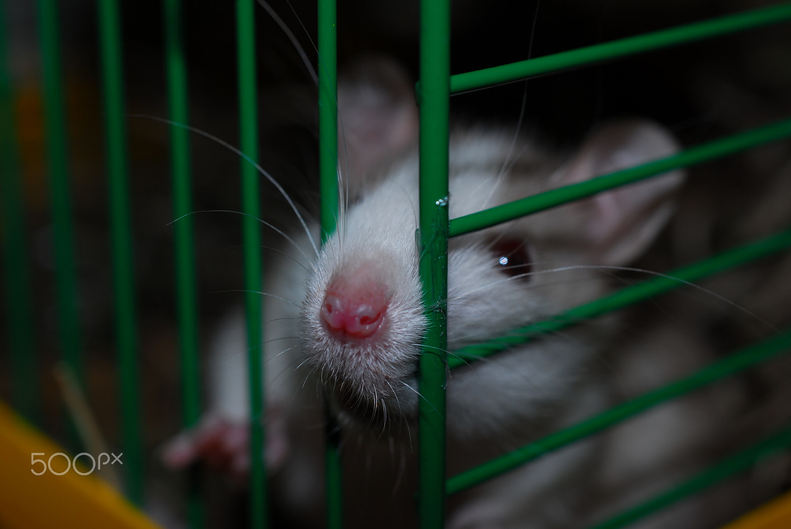 Nikon AF-S DX Micro Nikkor 40mm F2.8 sample photo. Rat photography