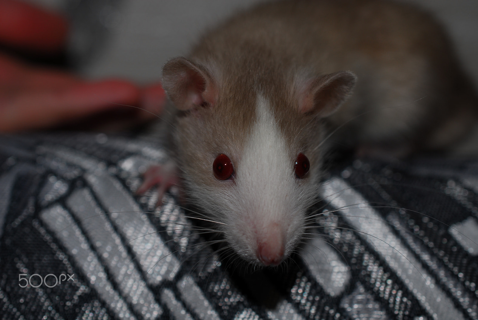 Nikon AF-S DX Micro Nikkor 40mm F2.8 sample photo. Red eyes photography
