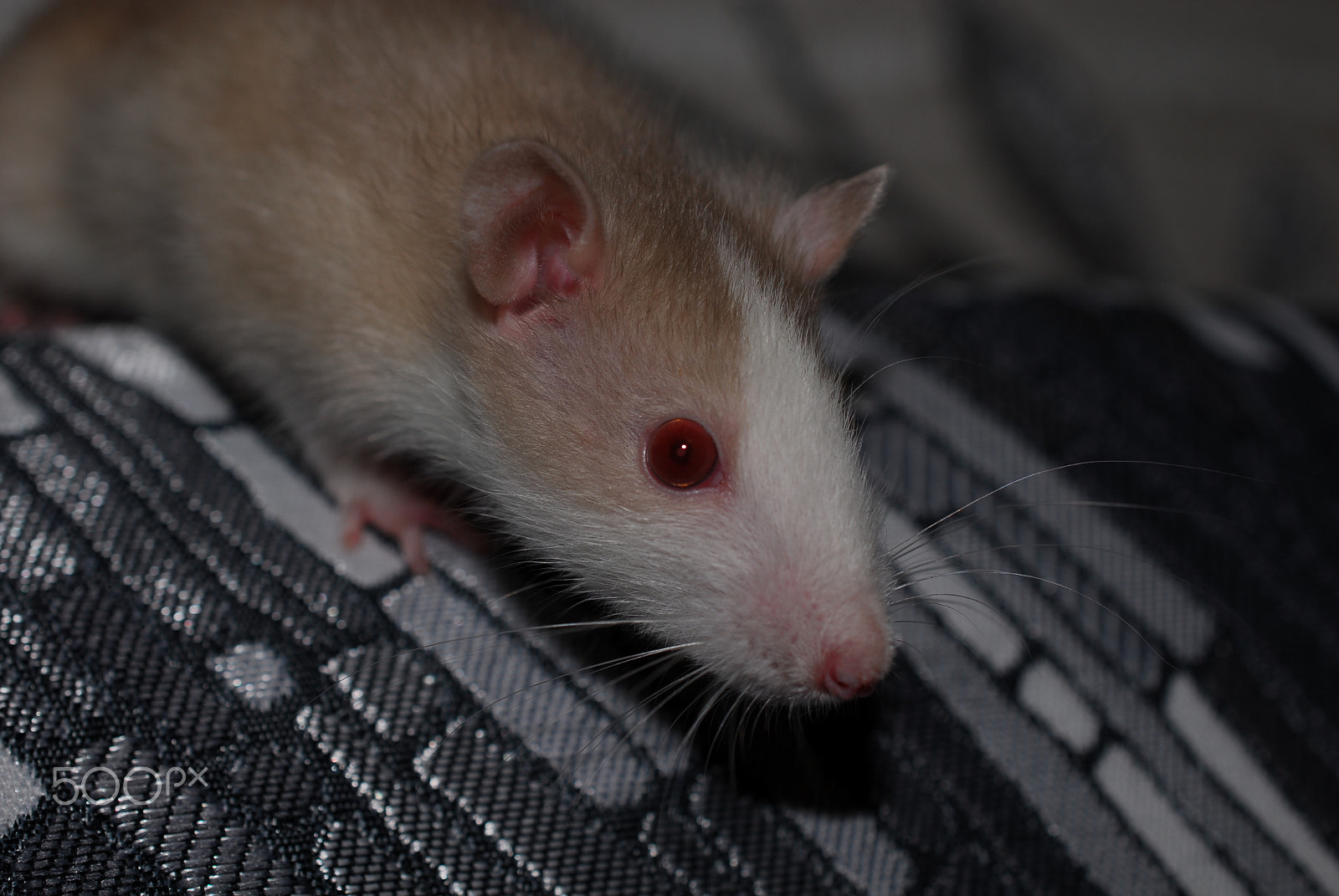 Nikon AF-S DX Micro Nikkor 40mm F2.8 sample photo. Rat portrait photography