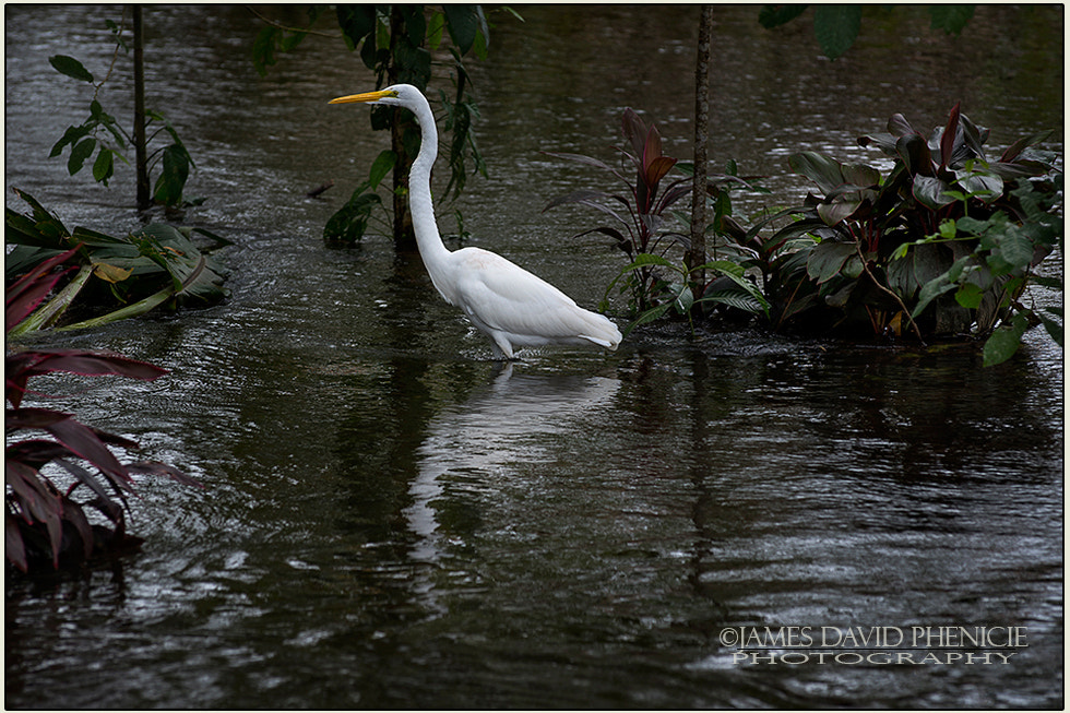 Nikon D500 sample photo. Wading great egret photography