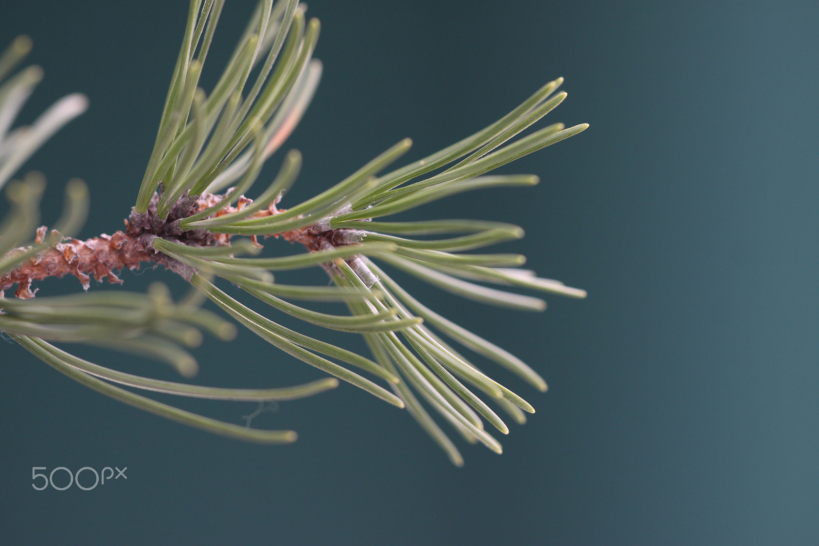 Sigma APO Macro 150mm f/2.8 EX DG HSM sample photo. Pine needles photography