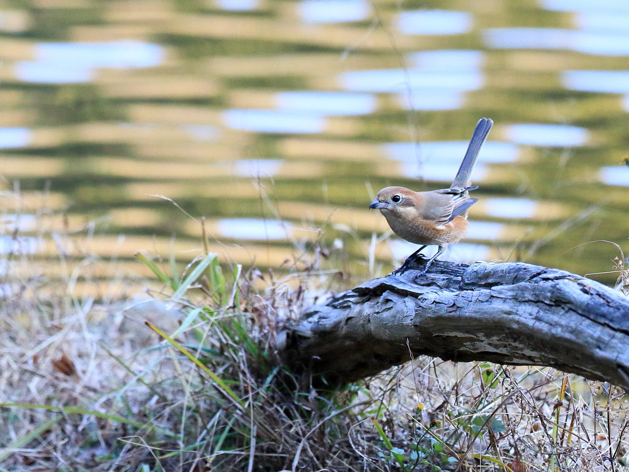 Canon EF 400mm F2.8L IS II USM sample photo. モズ bull-headed shrike photography