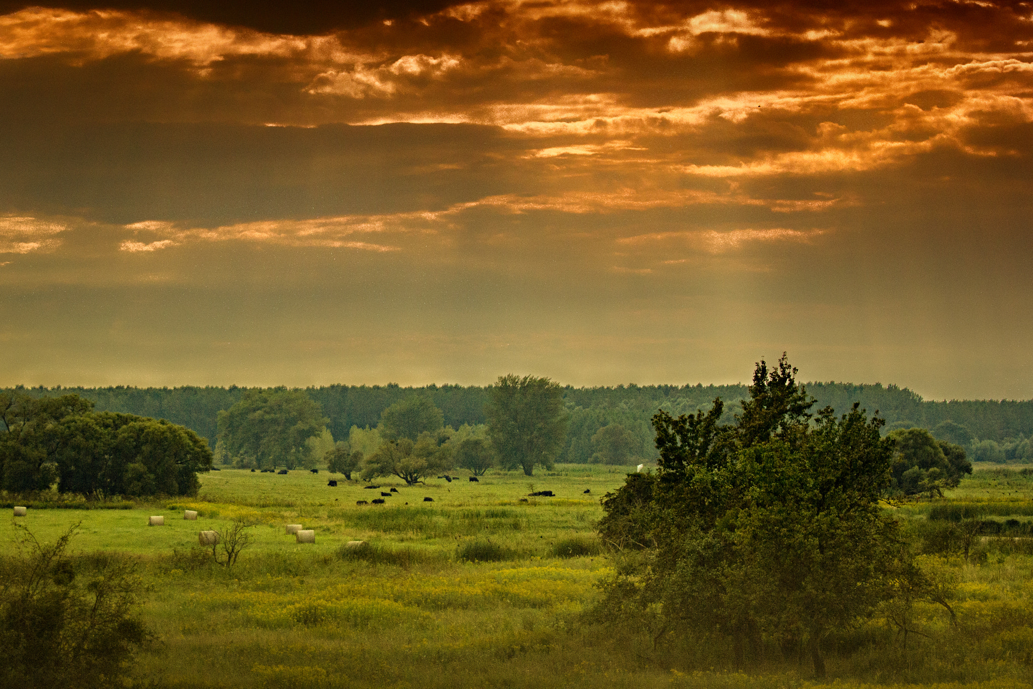 Canon EOS 60D sample photo. Water buffalos on the field photography