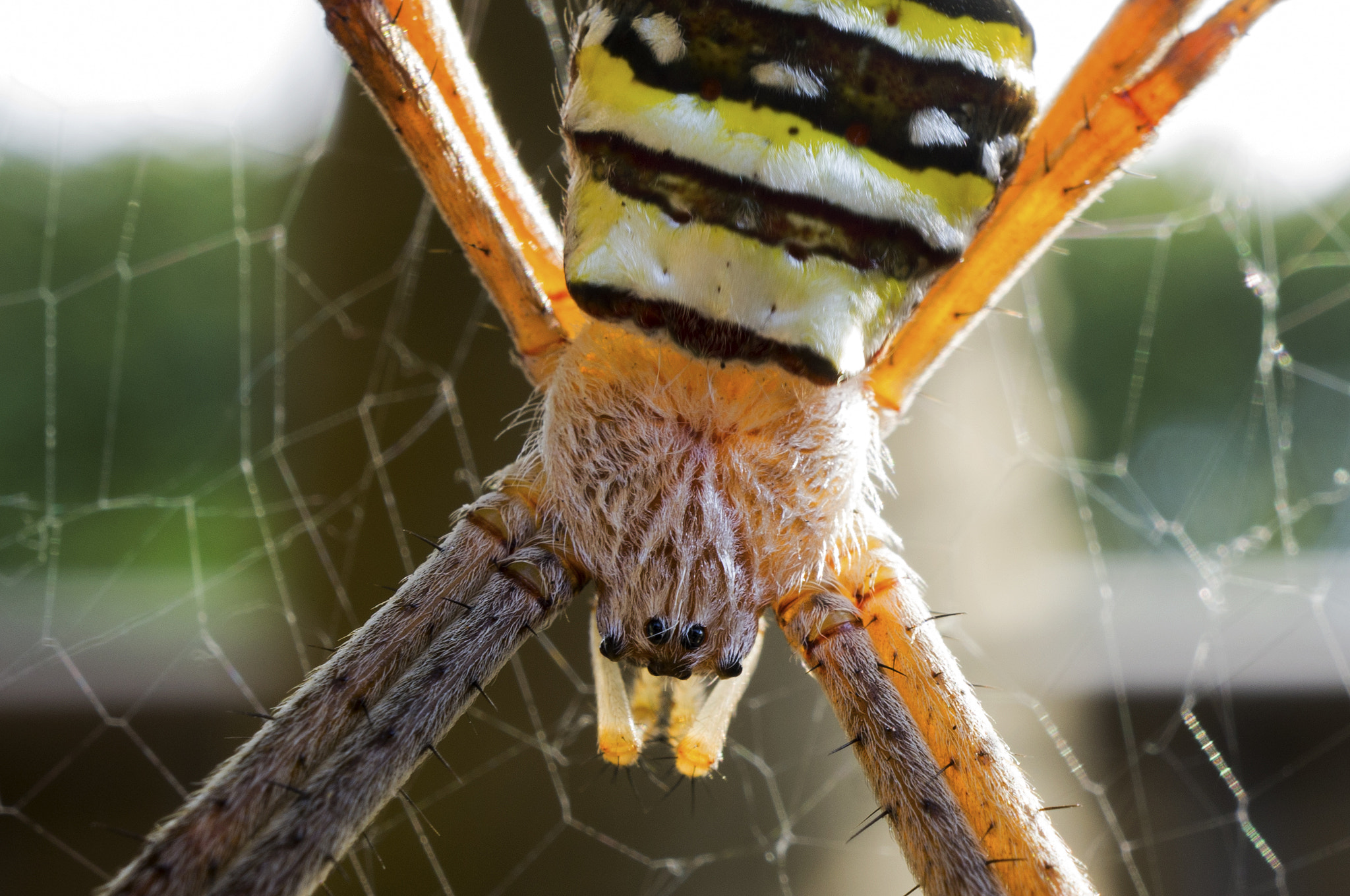 Sony Alpha NEX-5N + Sony E 30mm F3.5 Macro sample photo. Ol' black eyes photography