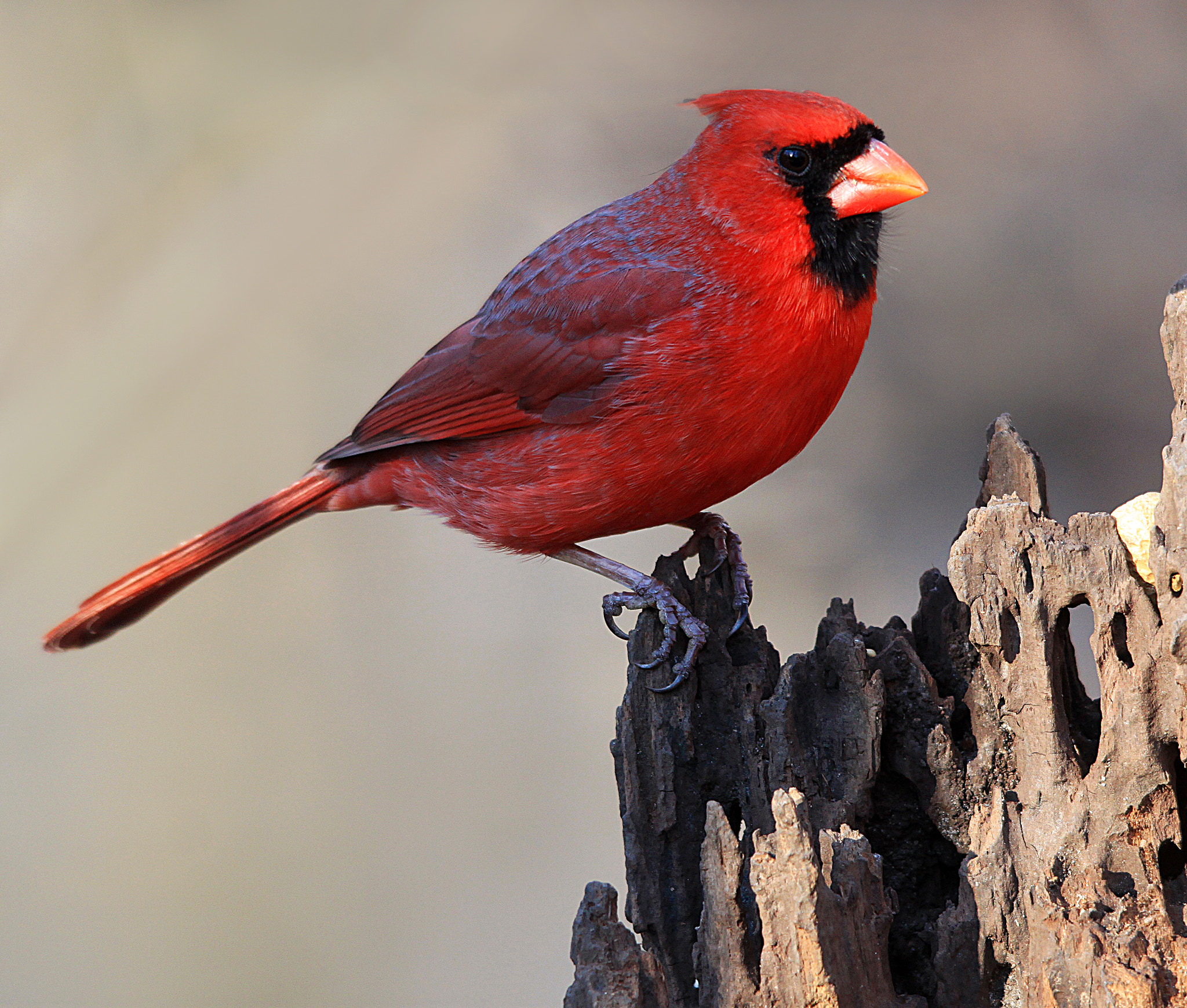 Canon EOS 500D (EOS Rebel T1i / EOS Kiss X3) sample photo. Male cardinal photography