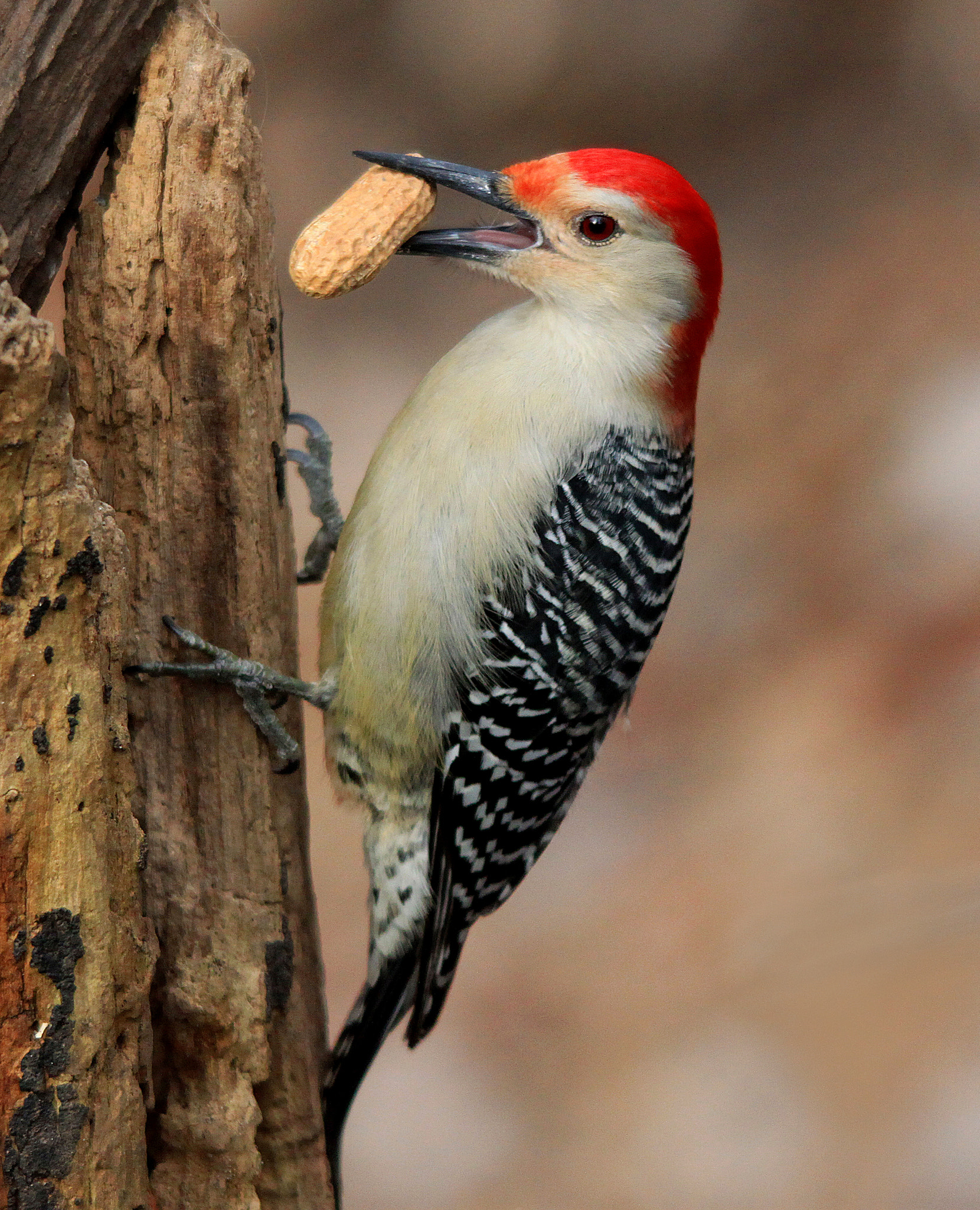 Canon EOS 500D (EOS Rebel T1i / EOS Kiss X3) sample photo. Woodpecker with peanut photography