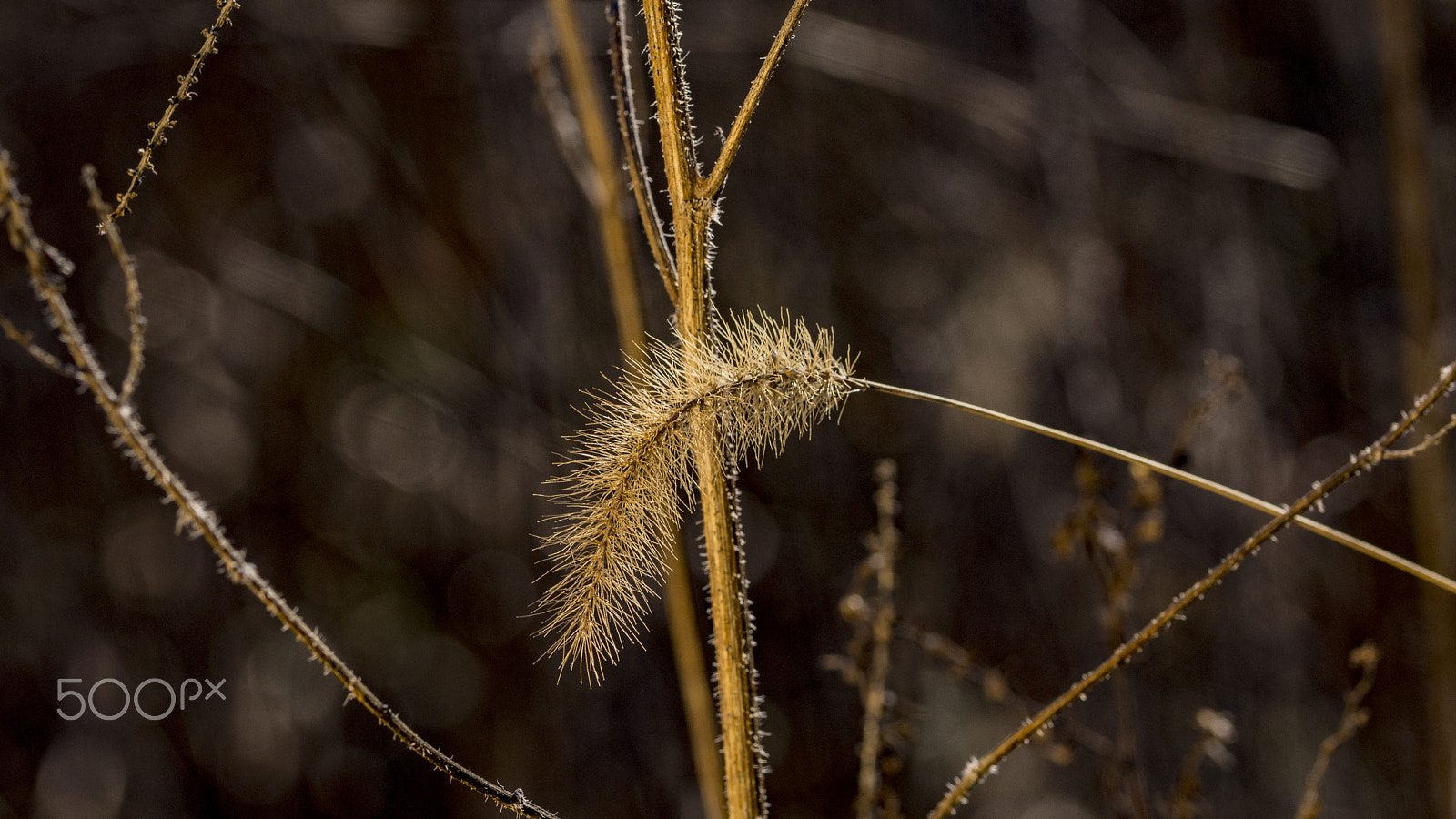 Sony SLT-A65 (SLT-A65V) + 105mm F2.8 sample photo. Marshland grass photography