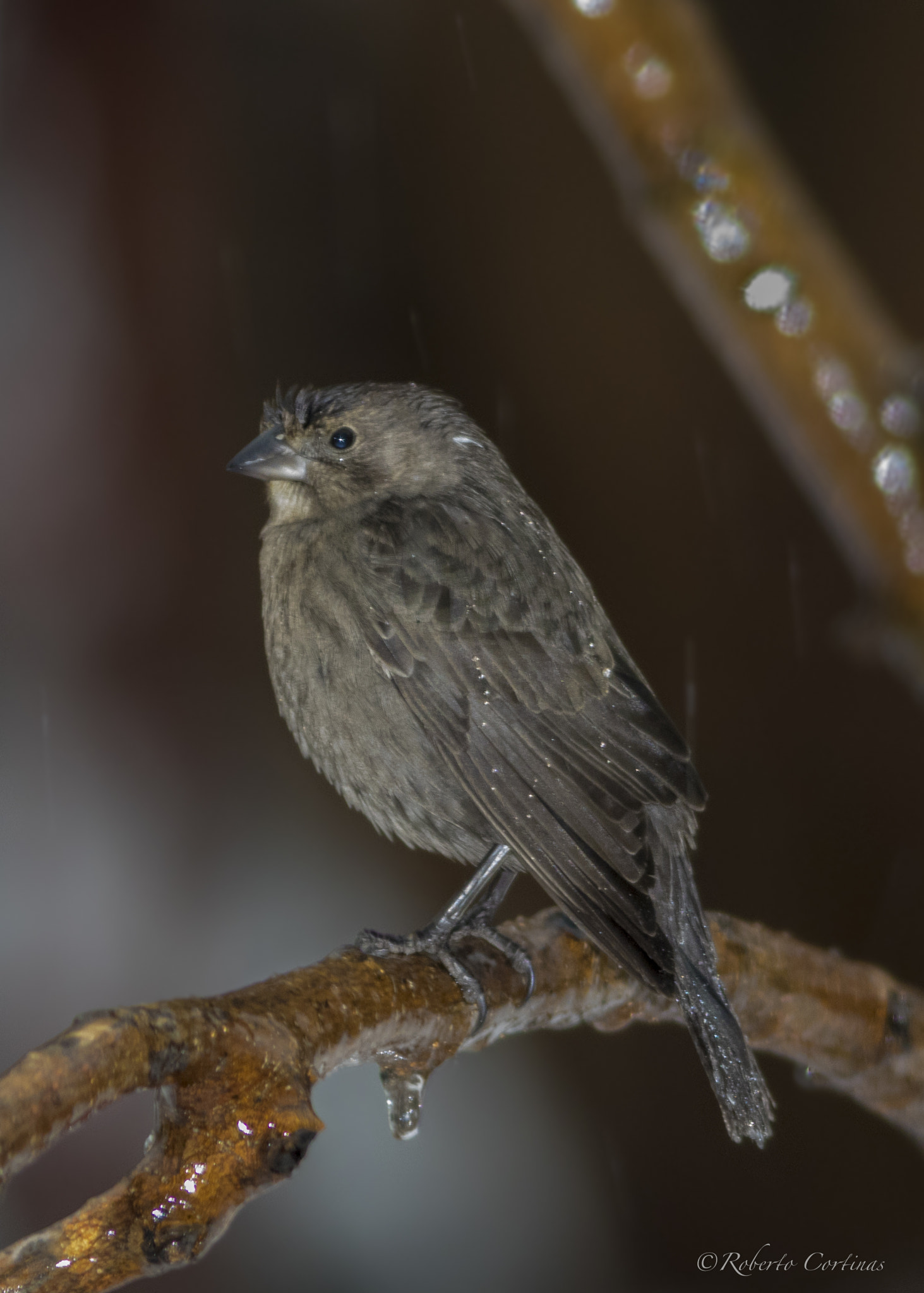 Canon EF 300mm F4L IS USM sample photo. House sparrow photography
