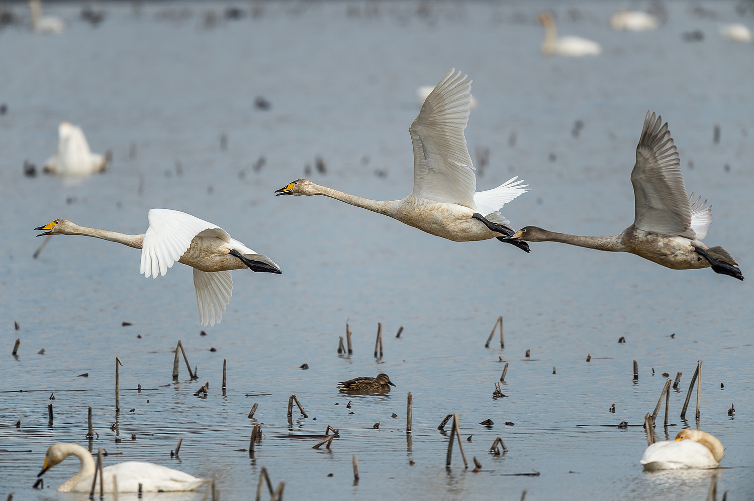 Nikon AF-S Nikkor 600mm F4E FL ED VR sample photo. The three musketeers photography