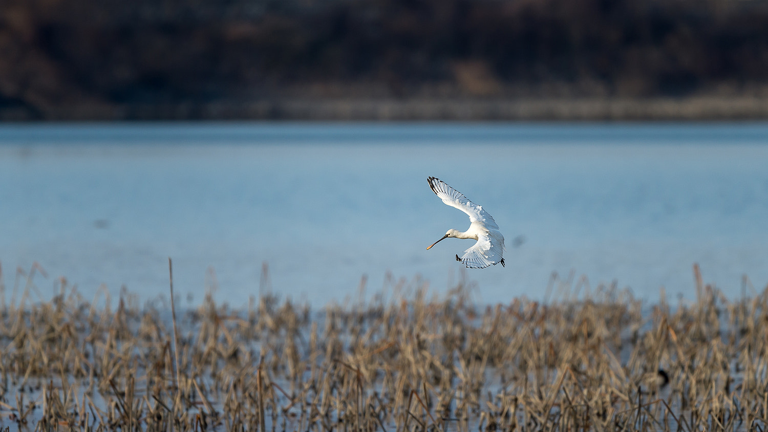 Nikon AF-S Nikkor 600mm F4E FL ED VR sample photo. Spoonbill photography