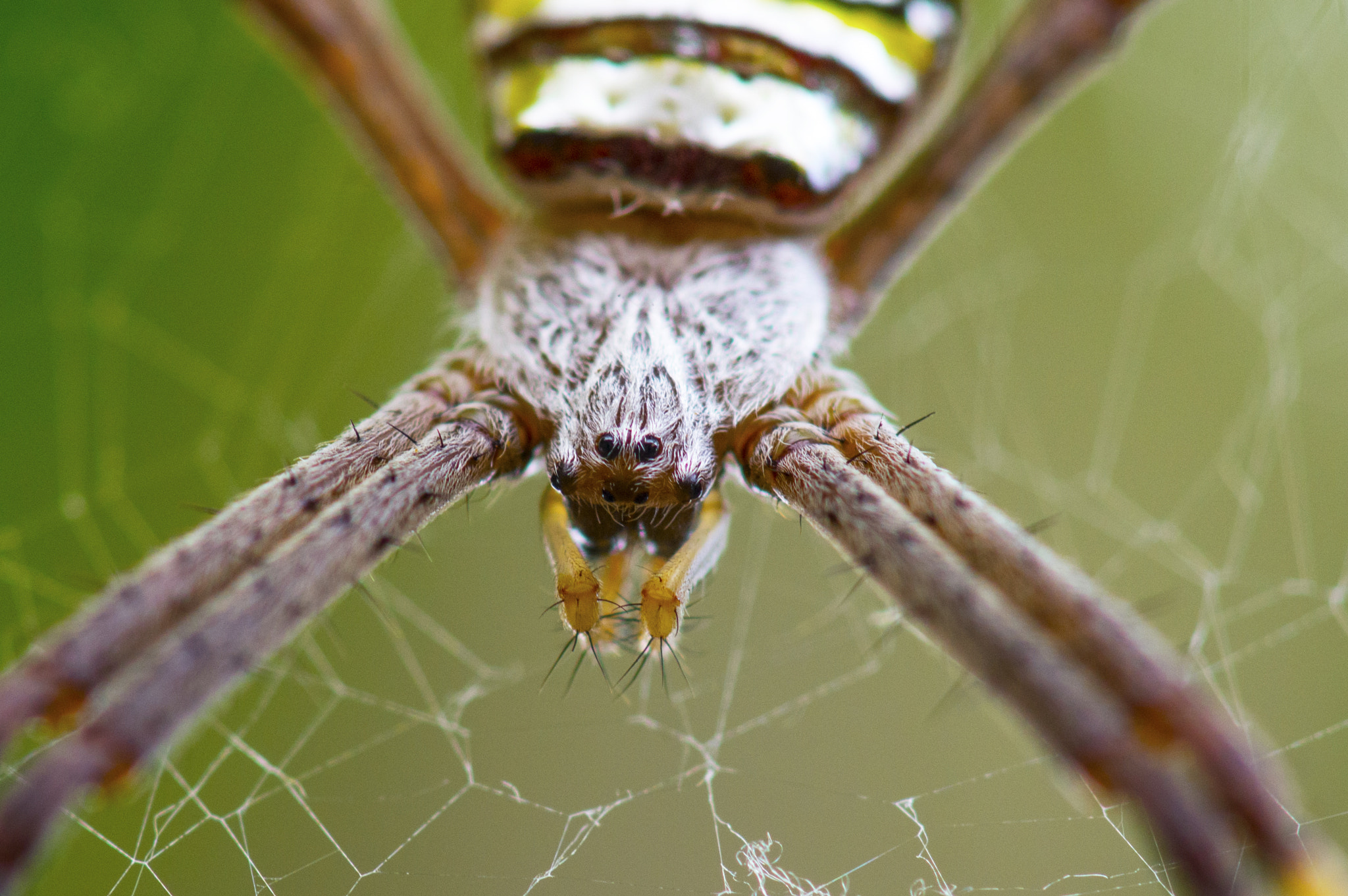 Sony Alpha NEX-5N + Sony 100mm F2.8 Macro sample photo. The eyes have it photography