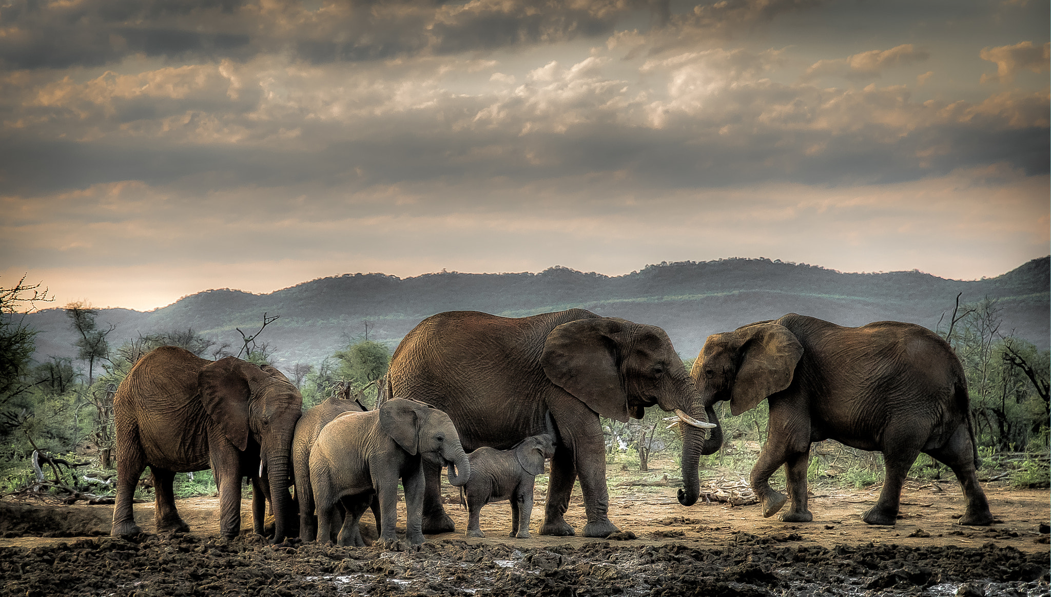 Nikon D810 sample photo. Elephamily !! photography