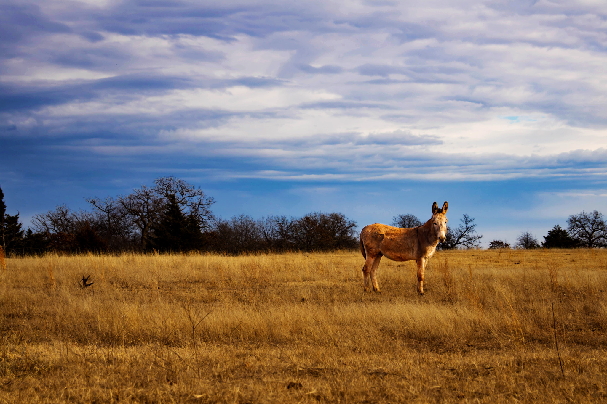 Sony SLT-A68 sample photo. Donkey photography