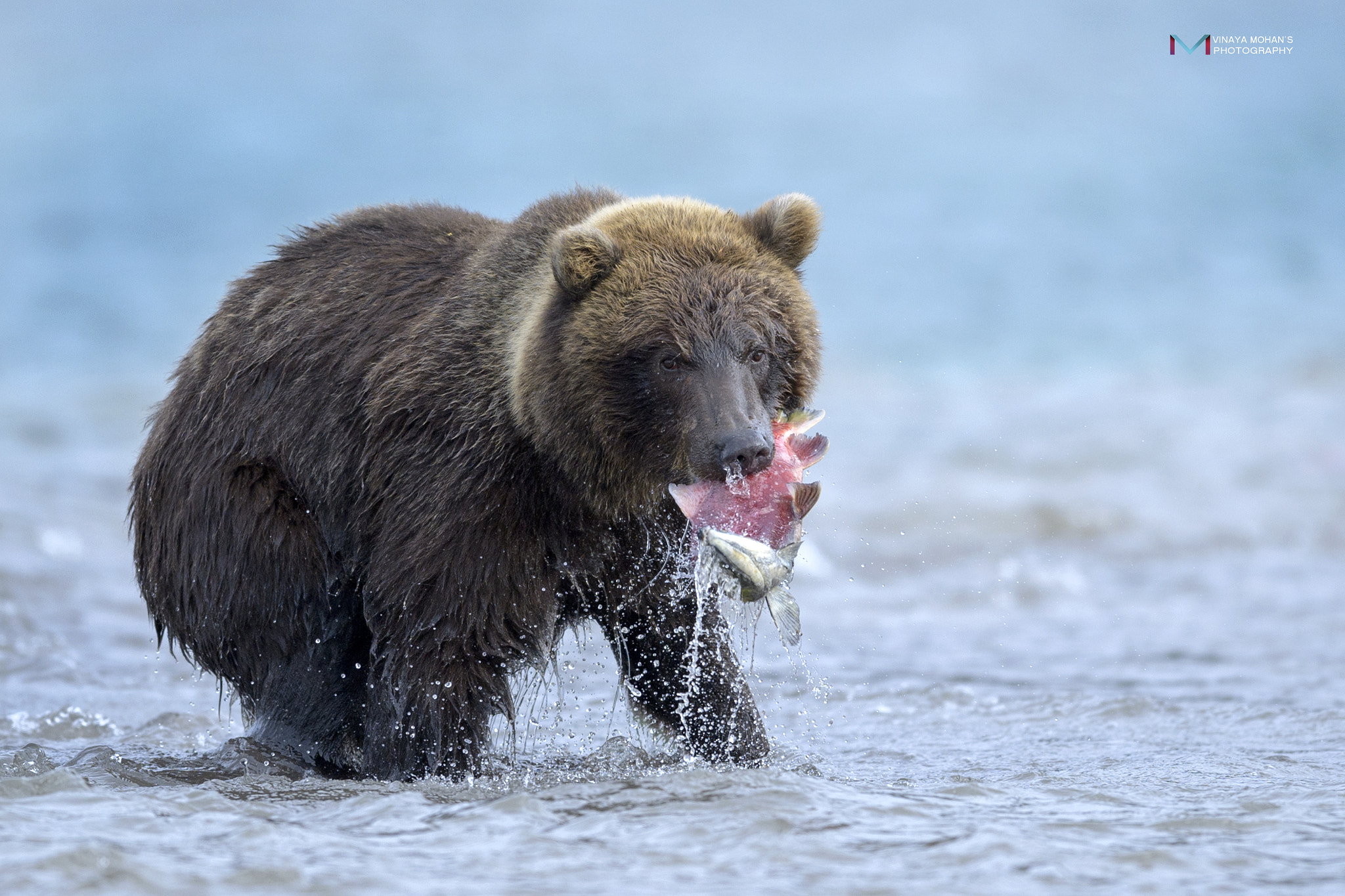 Nikon D5 + Nikon AF-S Nikkor 400mm F2.8E FL ED VR sample photo. Bear photography