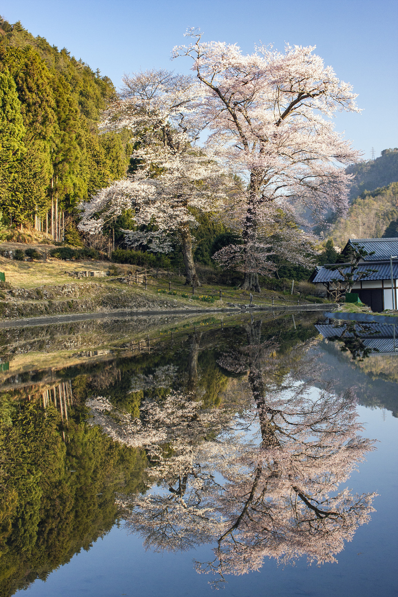 Canon EOS 40D + Canon EF-S 18-55mm F3.5-5.6 IS sample photo. さくら photography