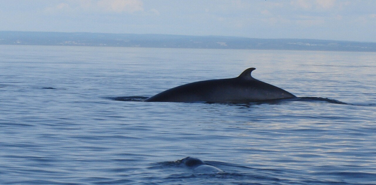 Sony DSC-S90 sample photo. Baleine photography