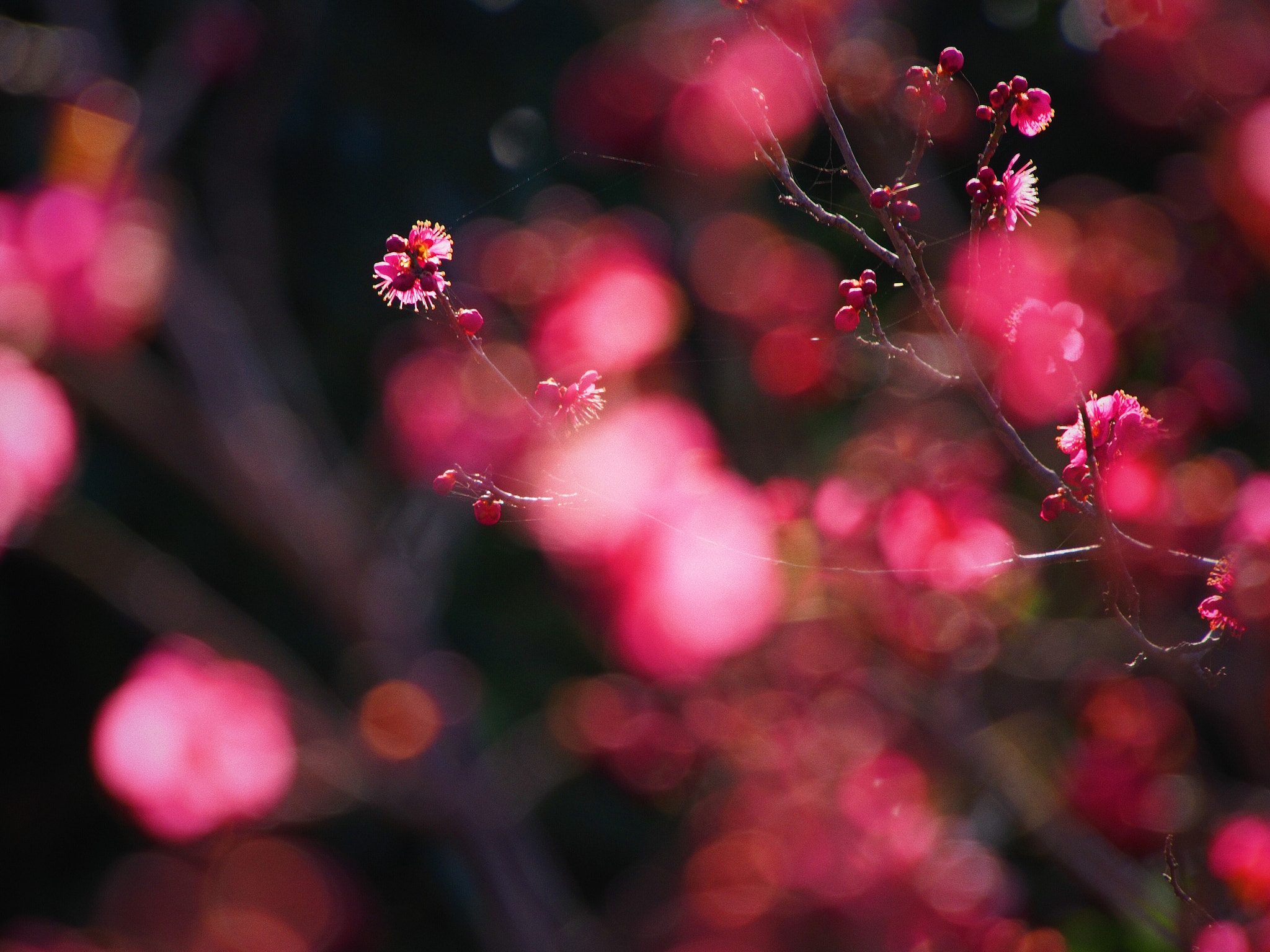 Olympus PEN E-PM2 sample photo. Crimson world photography