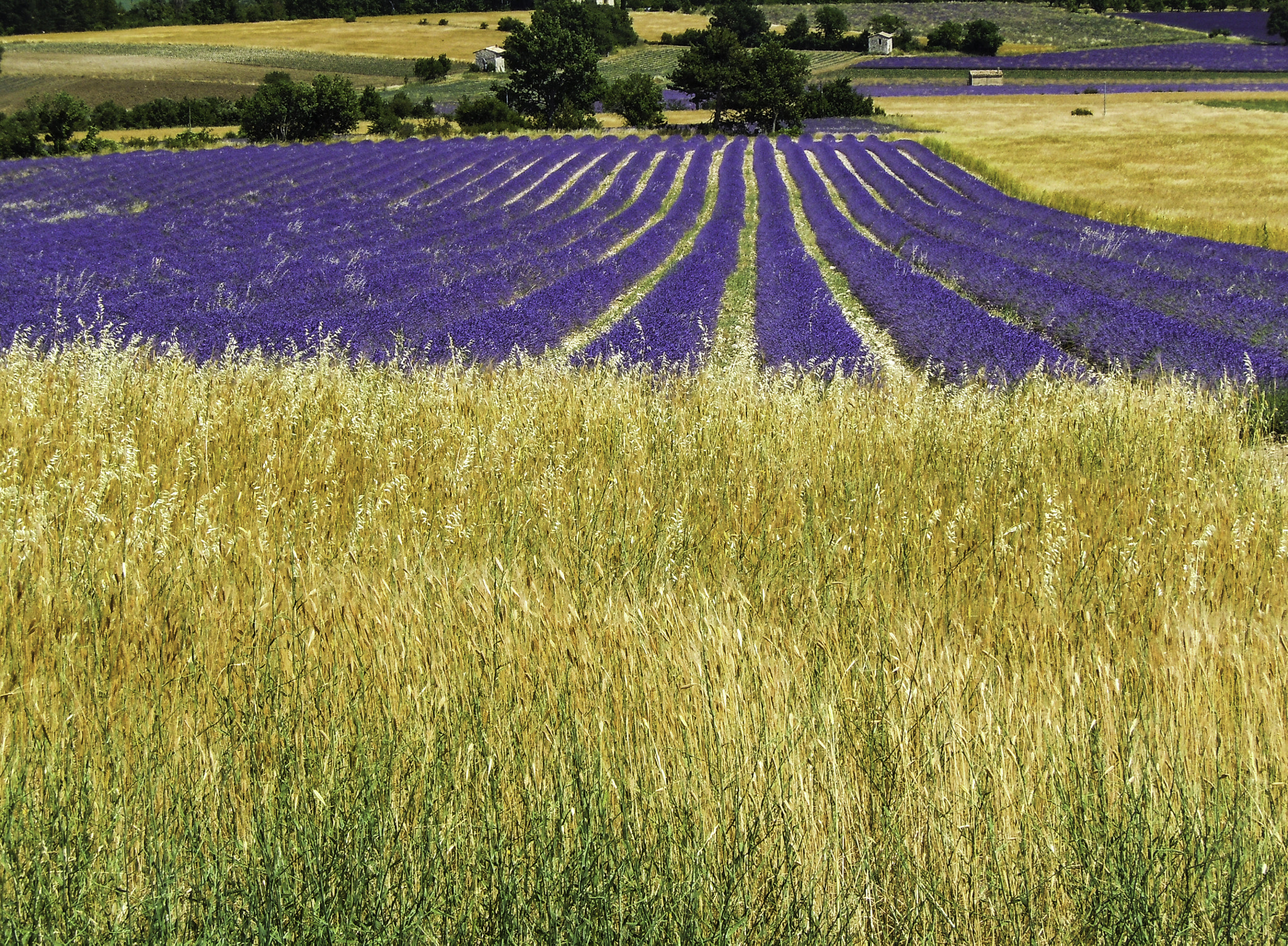 Nikon Coolpix S6000 sample photo. Lavender fields photography