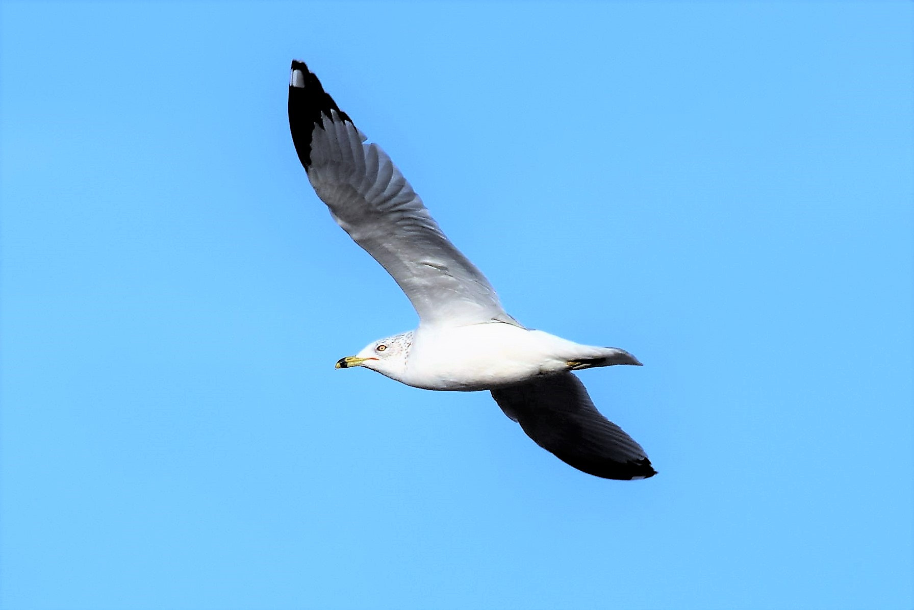 Nikon D3300 + Tamron SP 150-600mm F5-6.3 Di VC USD sample photo. Fly bye *;) photography