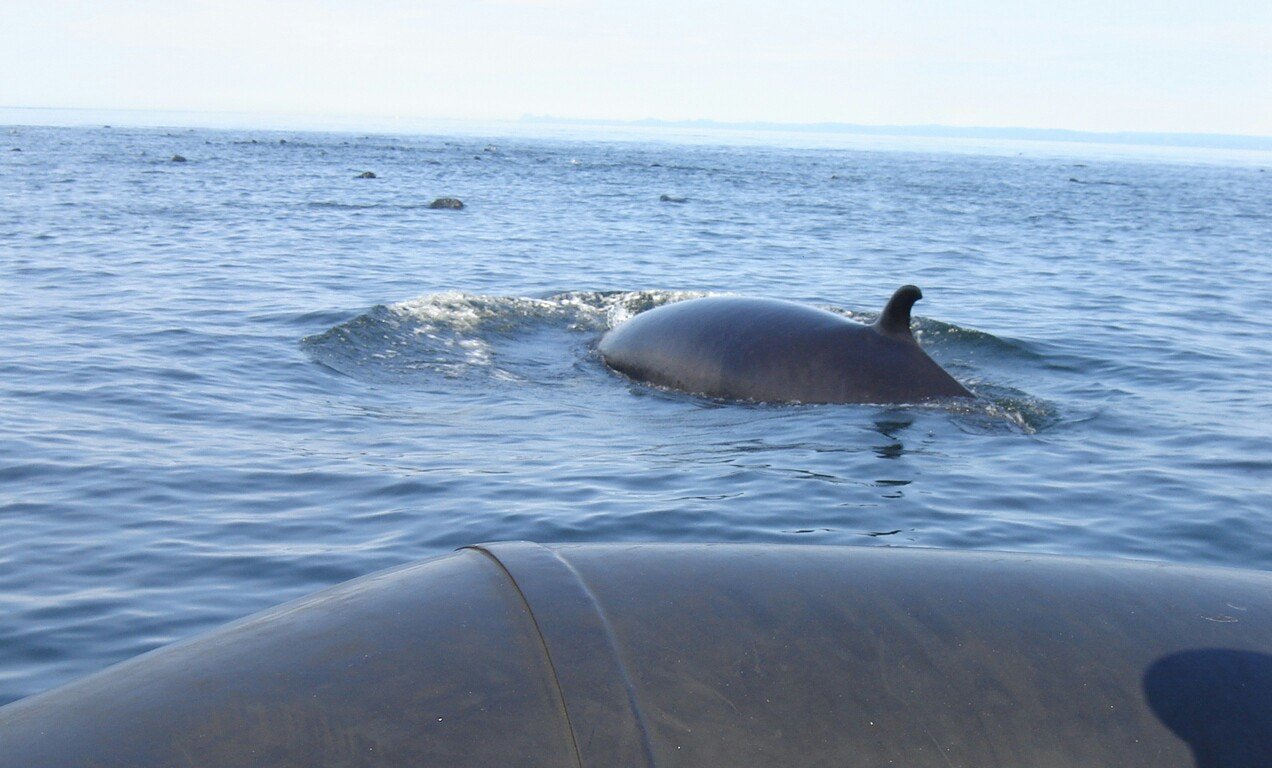 Sony DSC-S90 sample photo. Whale photography