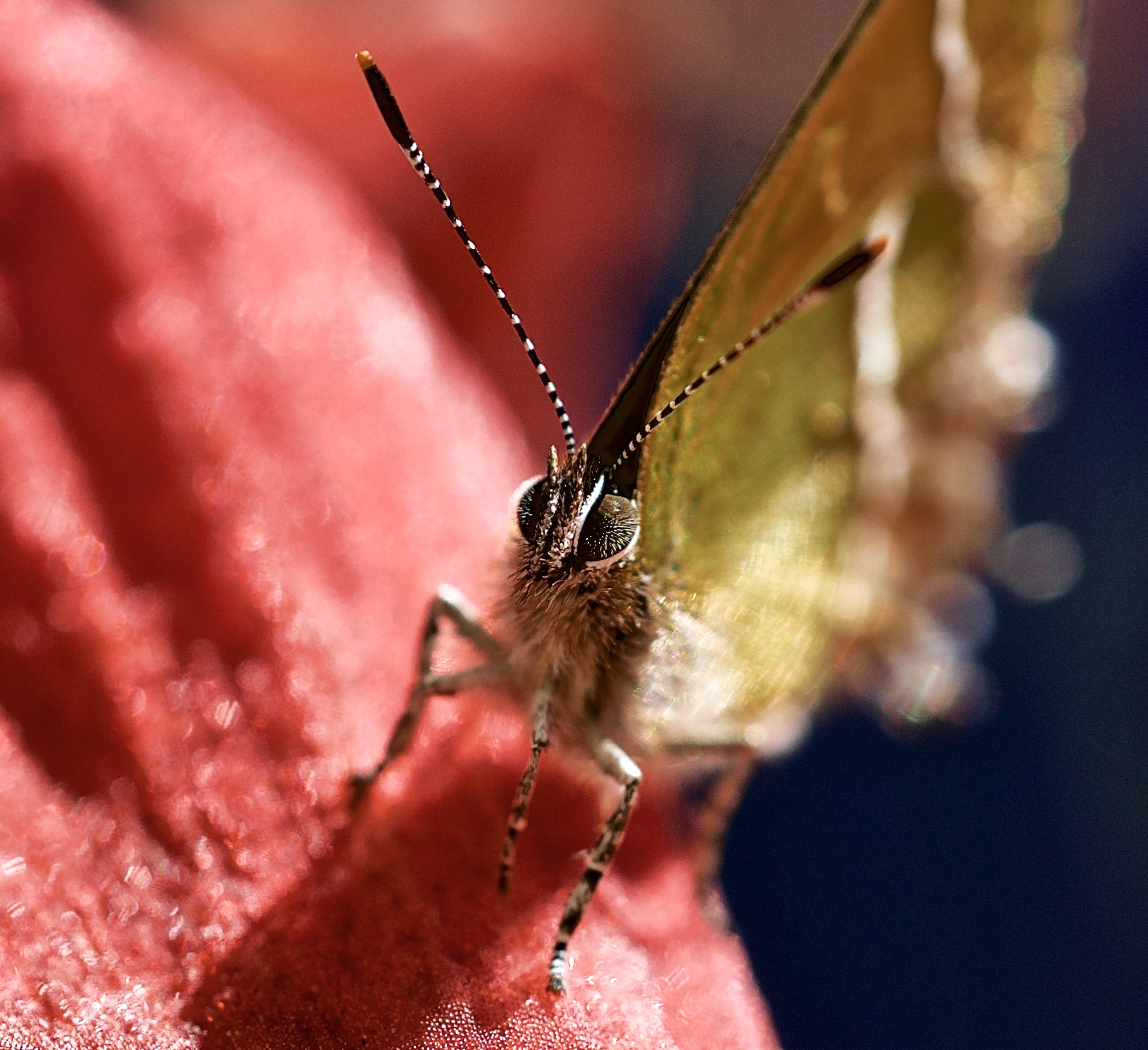 Sony a99 II + Sony 50mm F2.8 Macro sample photo. "insecto" photography