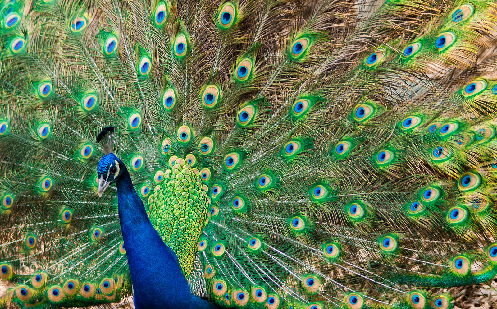 Sony a99 II sample photo. Indian peafoul - peacock in winter photography