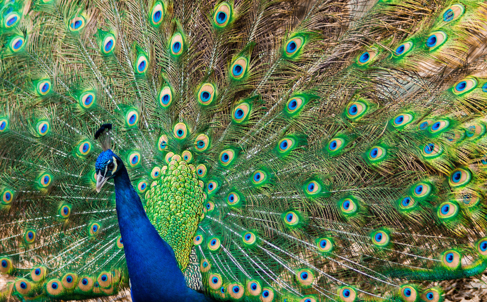 Minolta AF 80-200mm F2.8 HS-APO G sample photo. Indian peafoul - peacock in winter photography