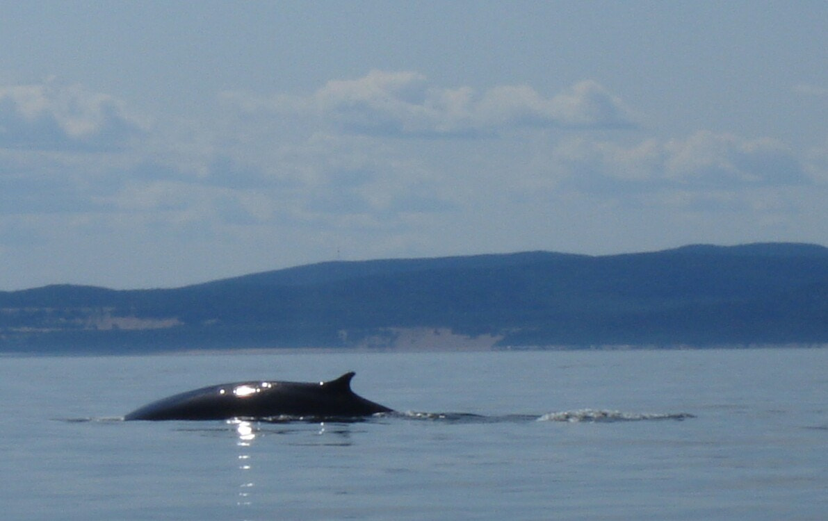 Sony DSC-S90 sample photo. Whale photography