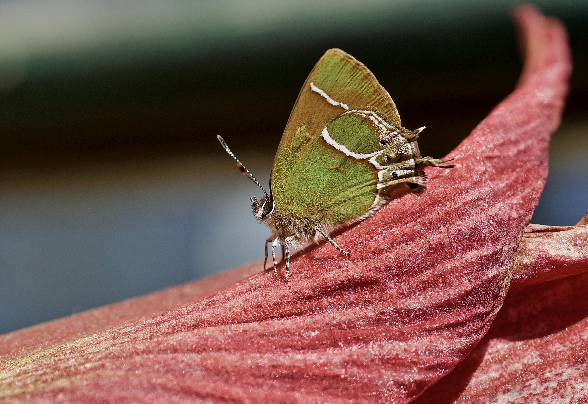 Sony a99 II + Sony 50mm F2.8 Macro sample photo. "mariposita" photography