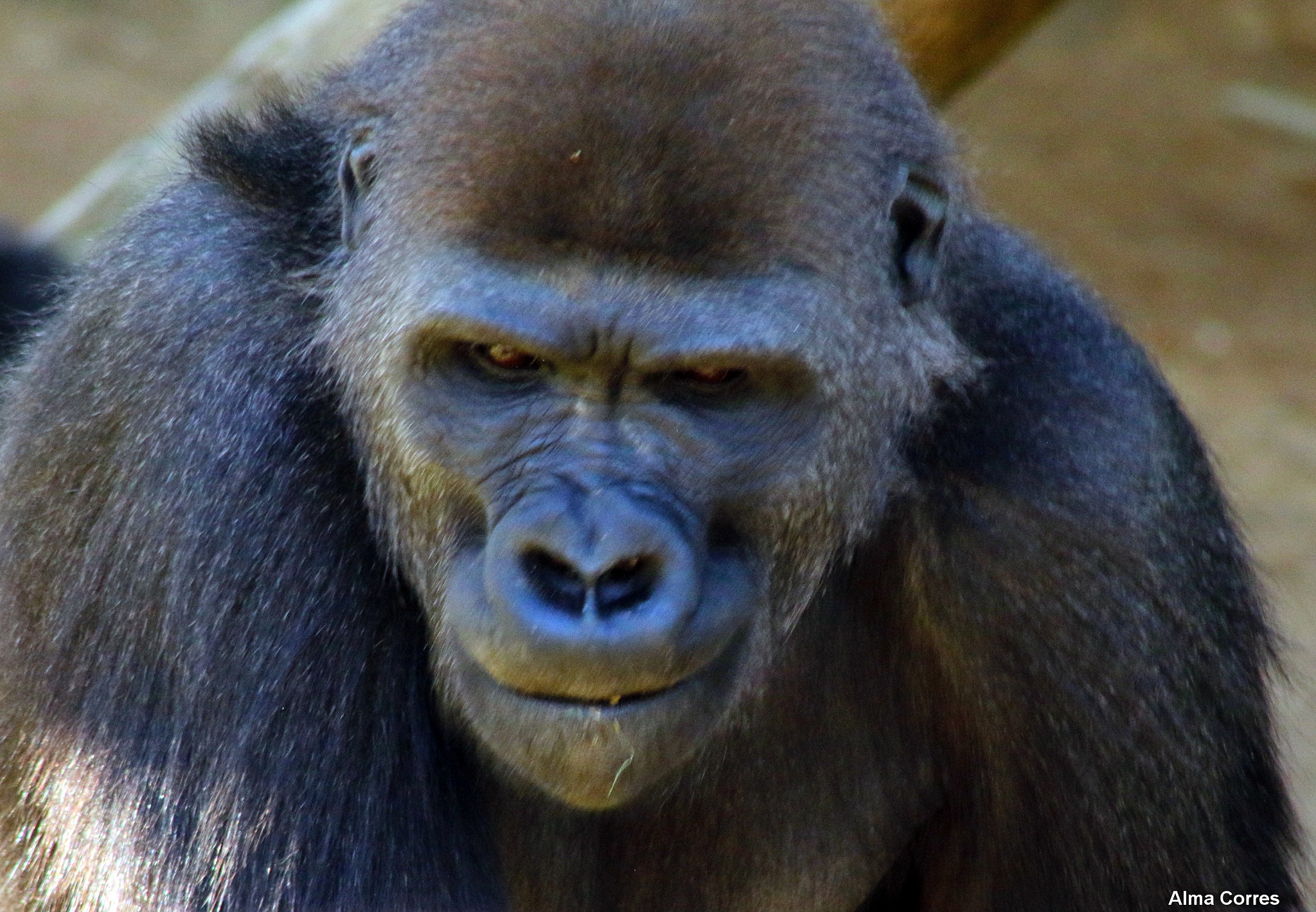 Canon EF 75-300mm f/4-5.6 USM sample photo. Gorilla beringei photography