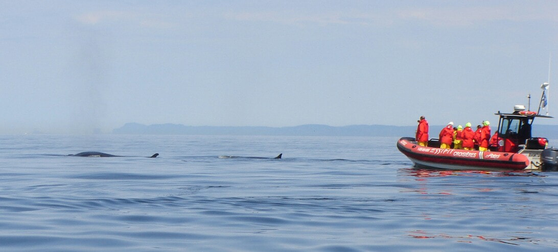 Sony DSC-S90 sample photo. Whale photography