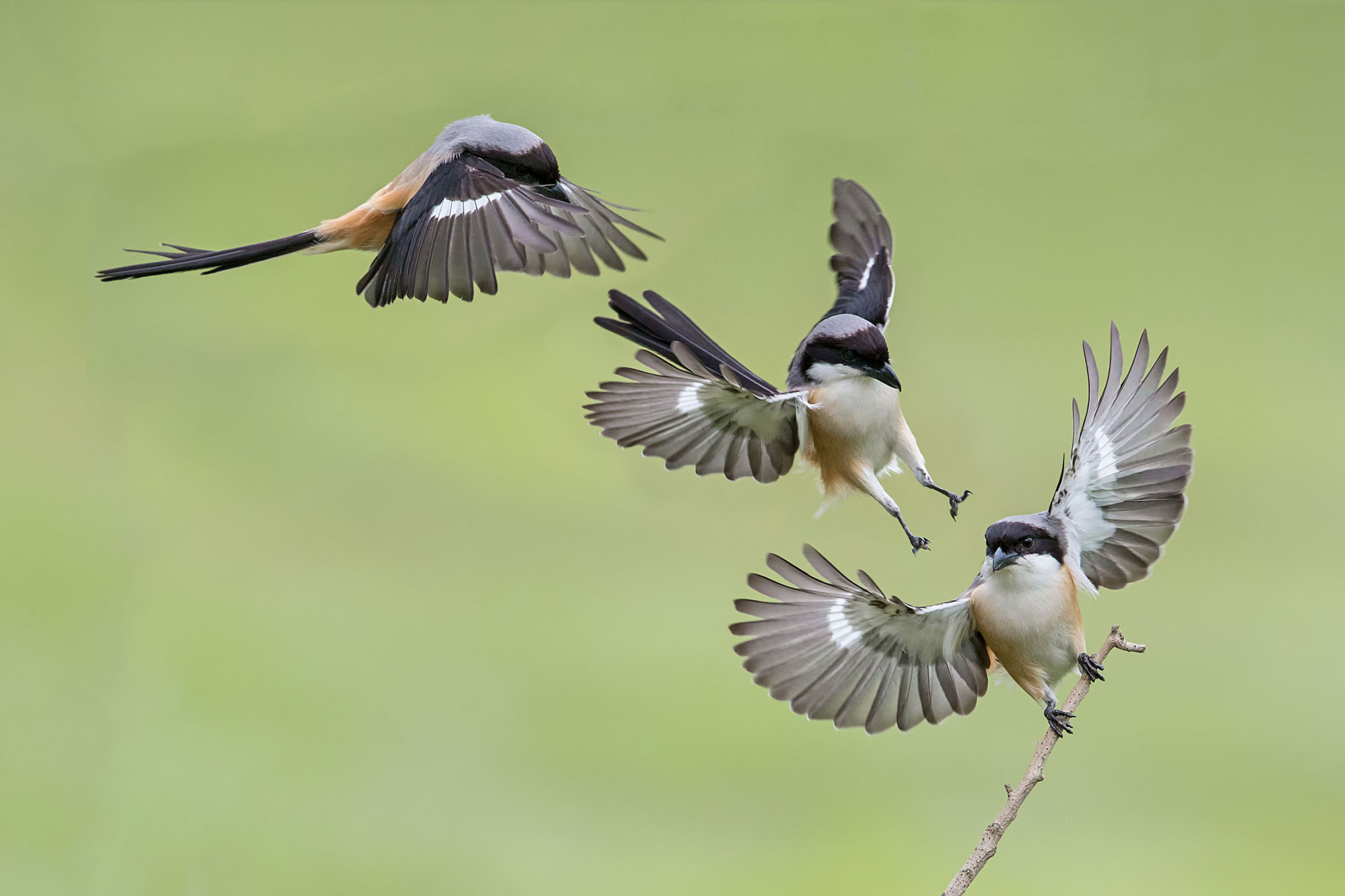 Canon EF 400mm F2.8L IS II USM sample photo. Flying to perching! photography