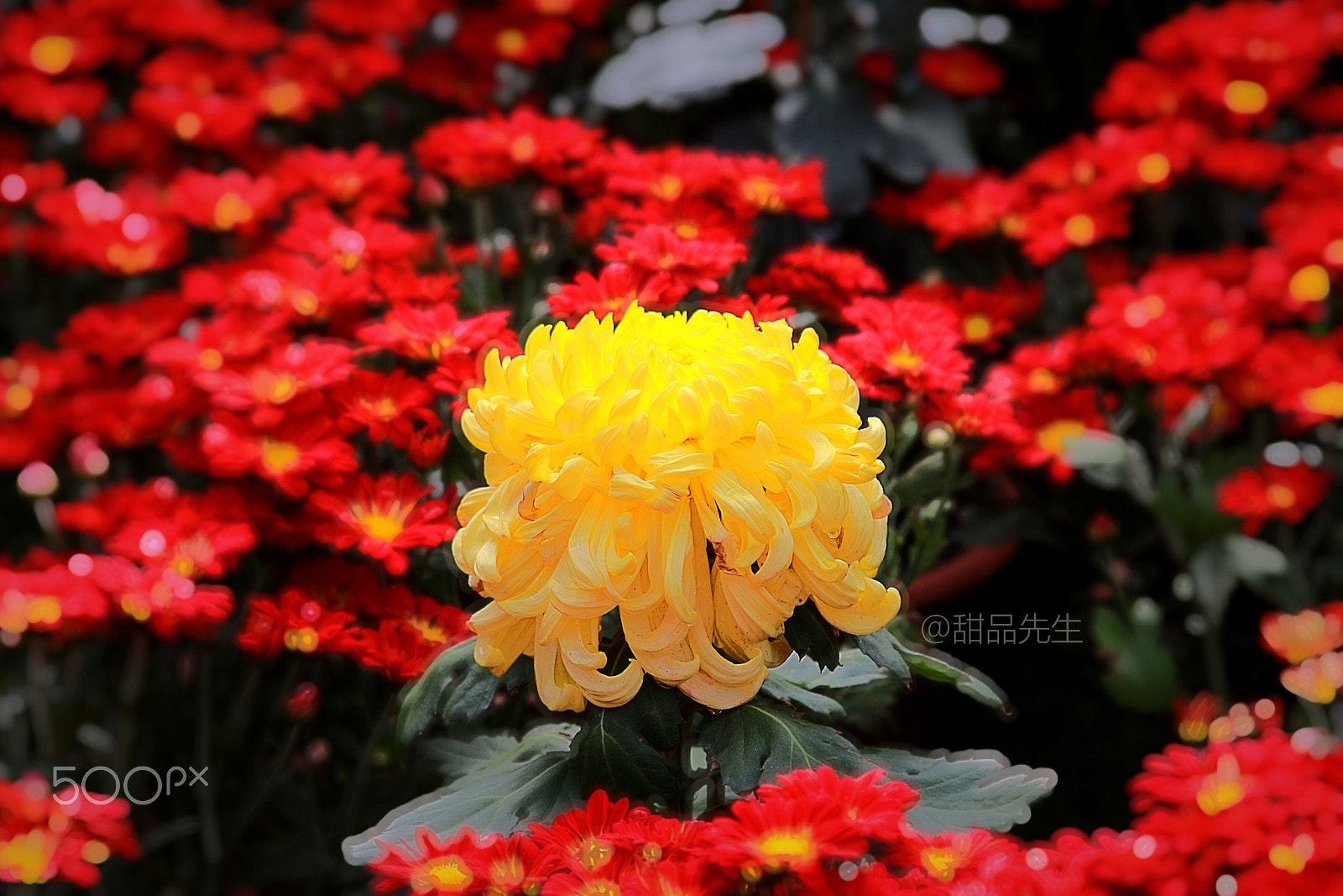 Canon EF 28-135mm F3.5-5.6 IS USM sample photo. 286312218332831862.jpg photography